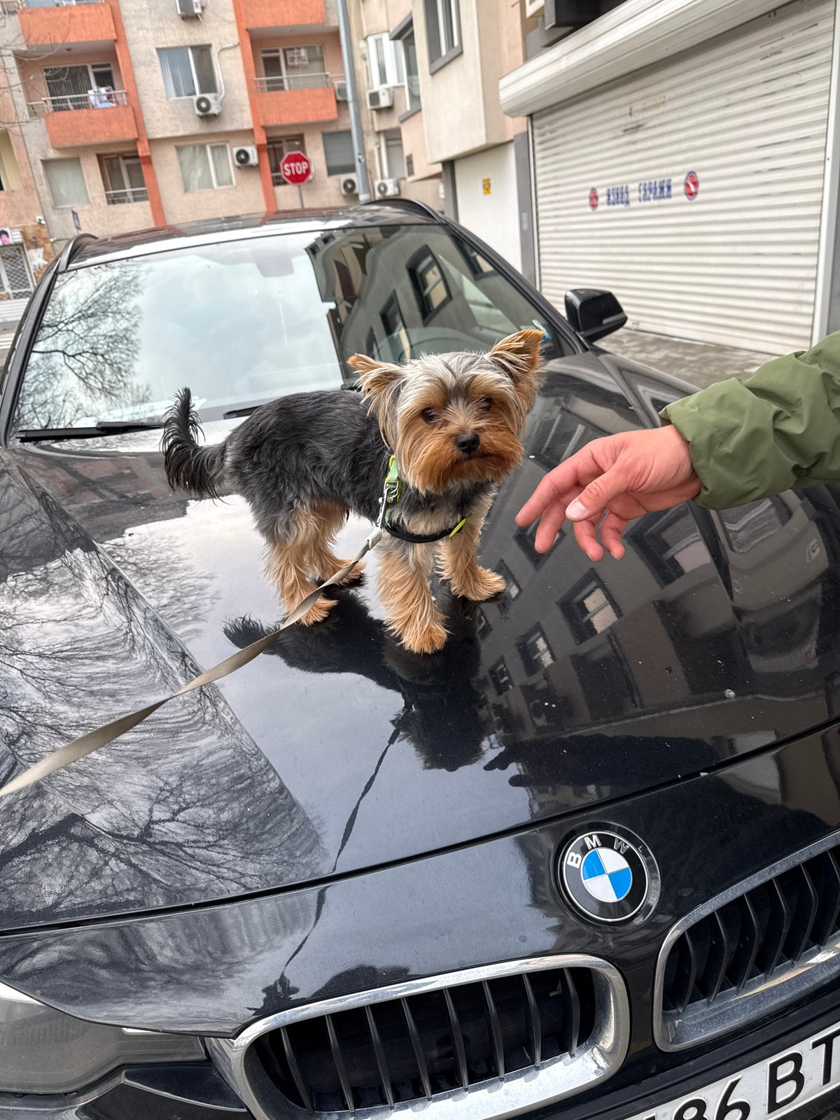 Spring day moments with pets and people in Varna