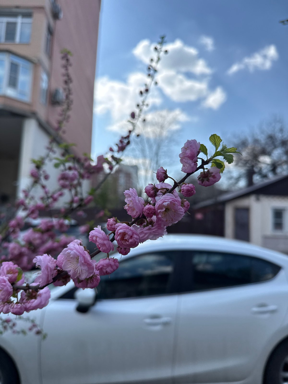 Pink flowering branch observed in full bloom