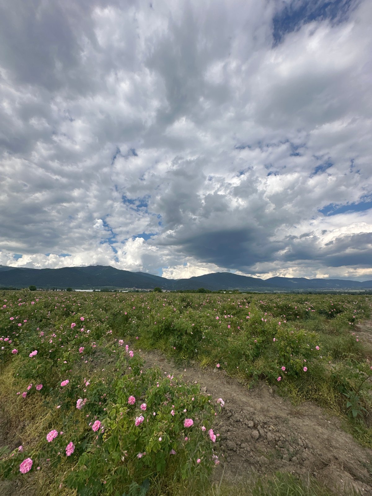 Pink rose field captured in Kran, Bulgaria countryside