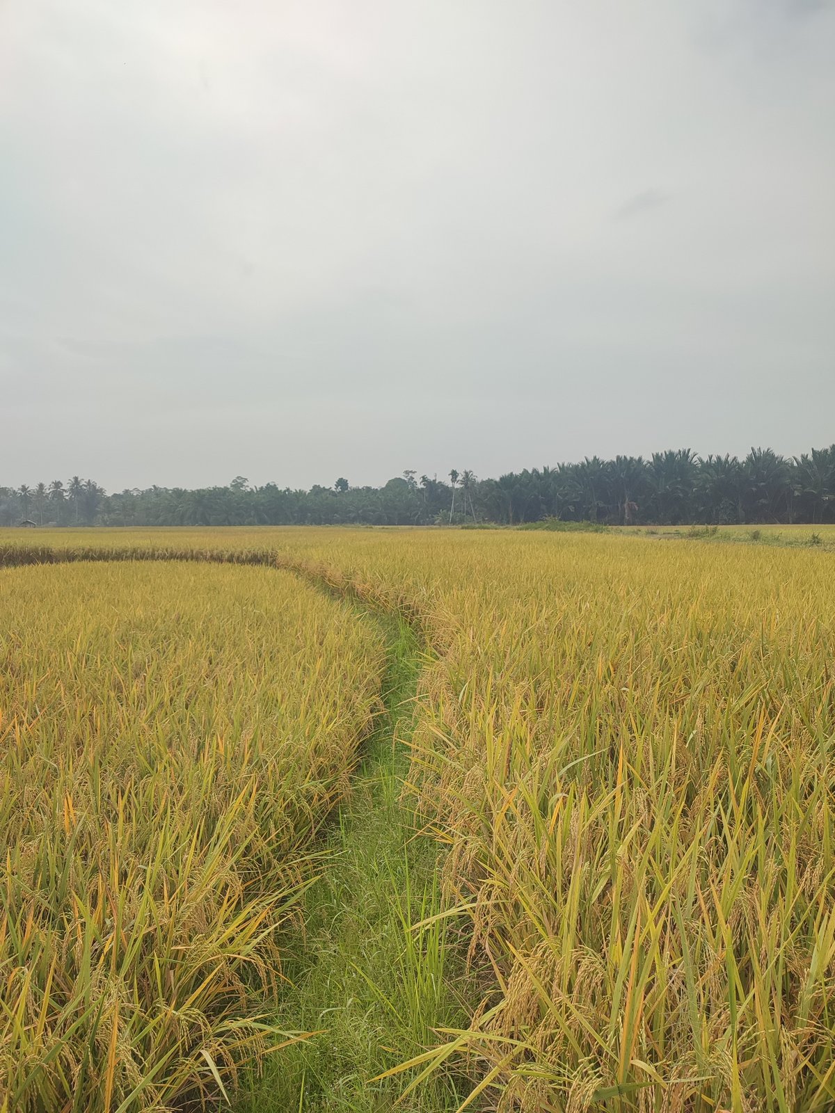 Rural life and cultural moments documented in Blangriek, Indonesia