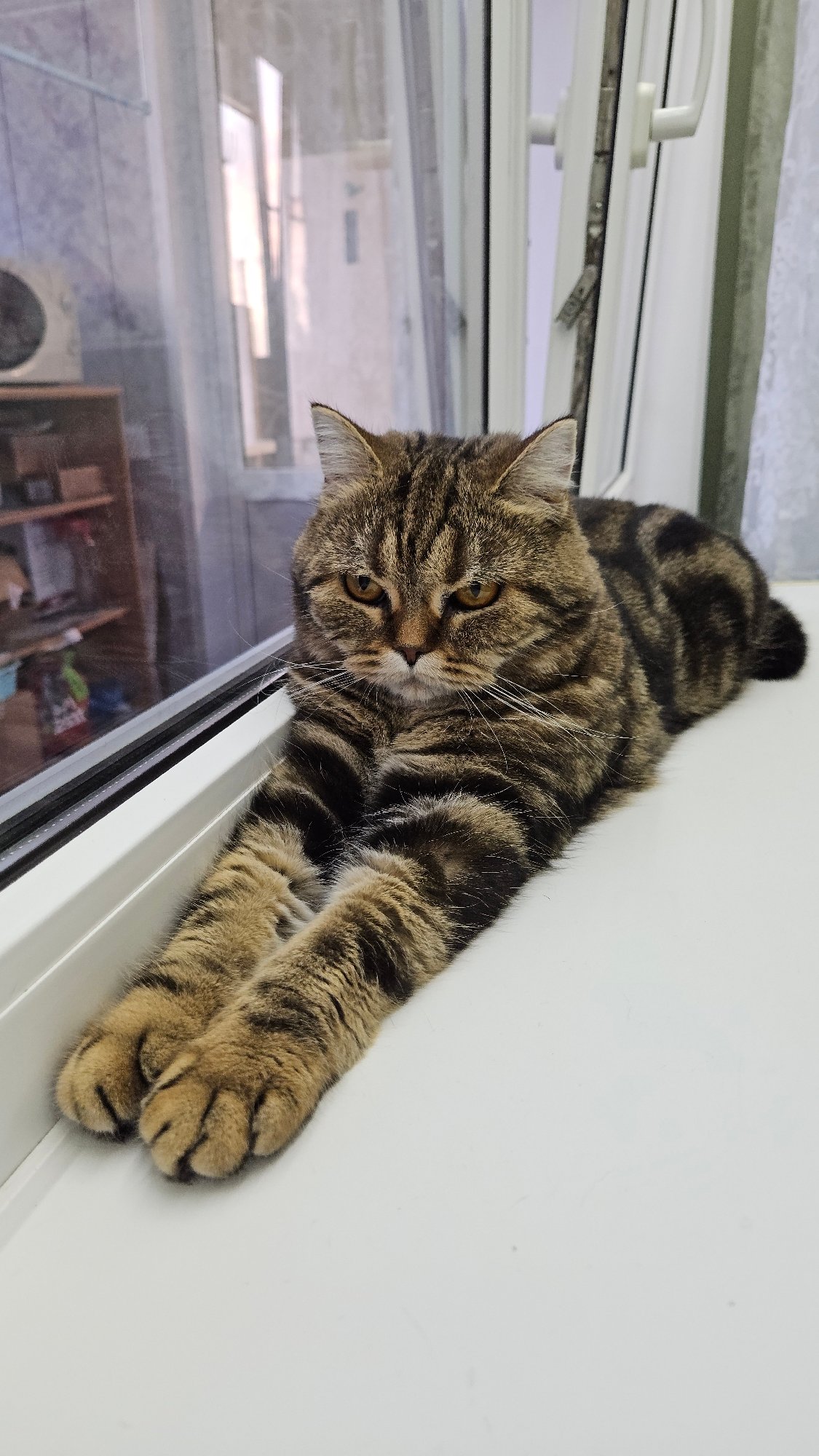 Tabby cat observed resting and grooming indoors
