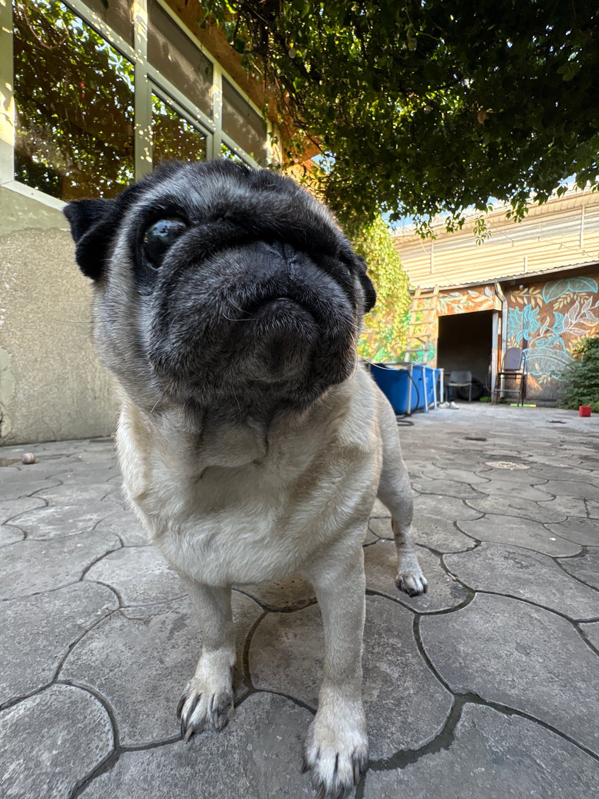 Dozens of cats and pets photographed across an Almaty courtyard