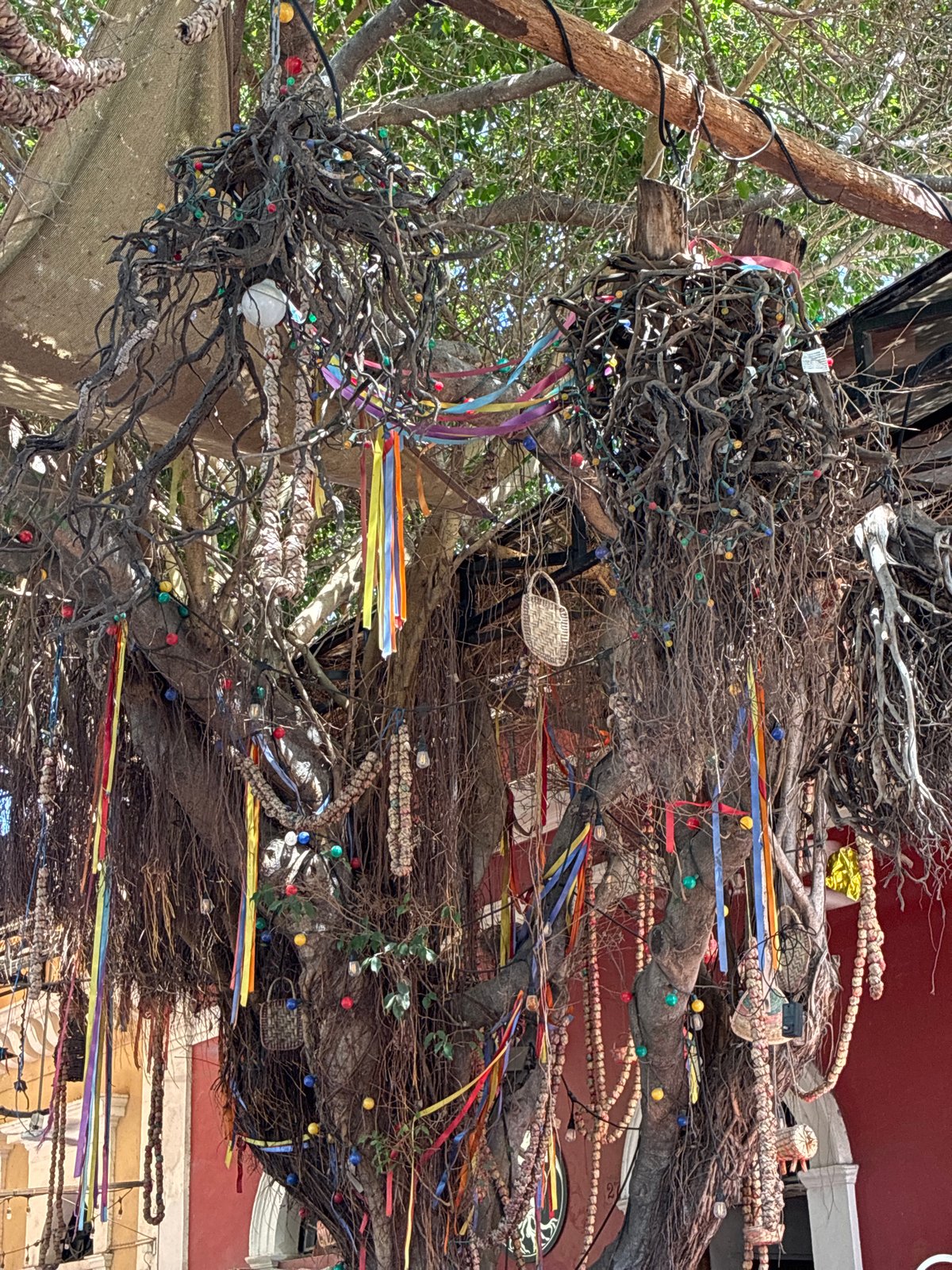 Decorated tree installation spotted in Mazatlán, Mexico