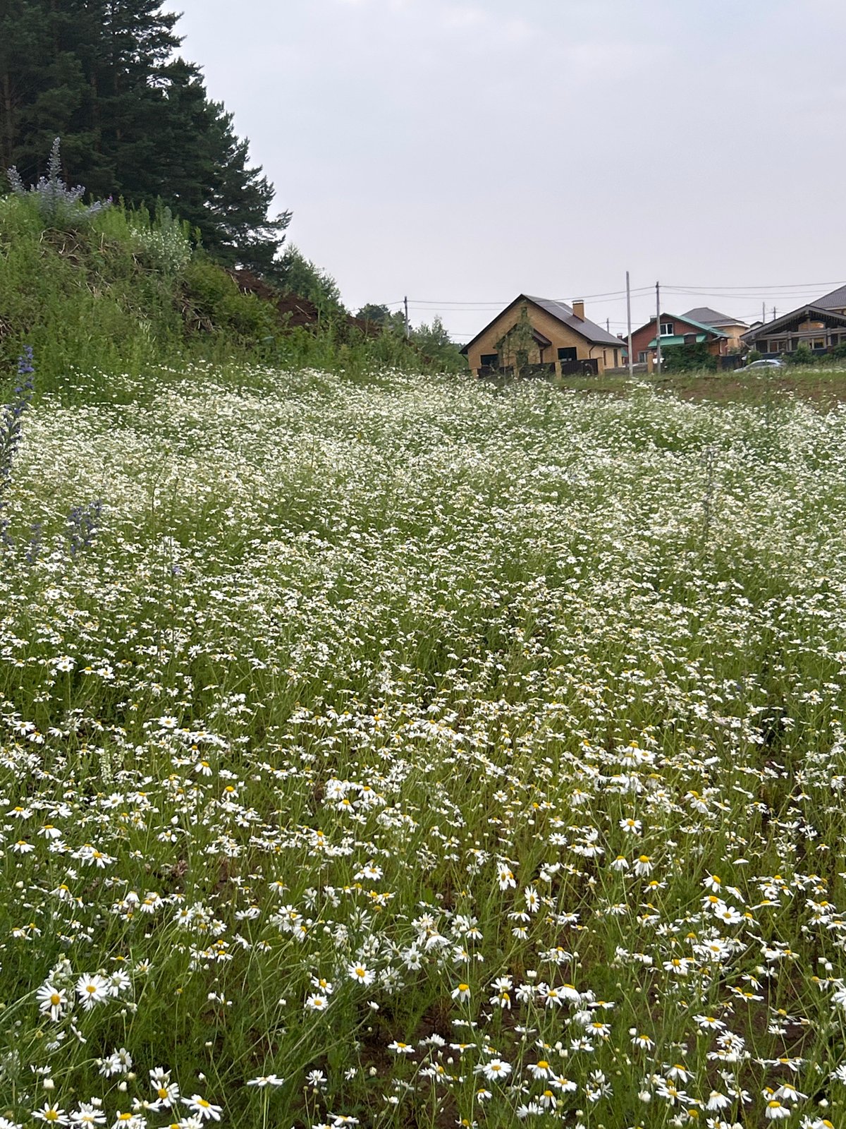 Forest walk with a dog through Chaikovsky's summer wildflowers