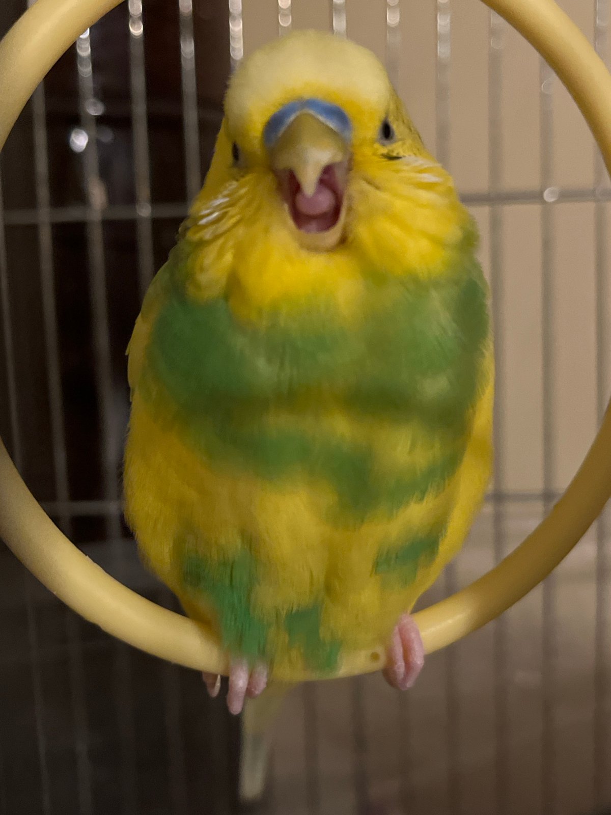 Budgerigars perched inside a cage in Shumen, Bulgaria