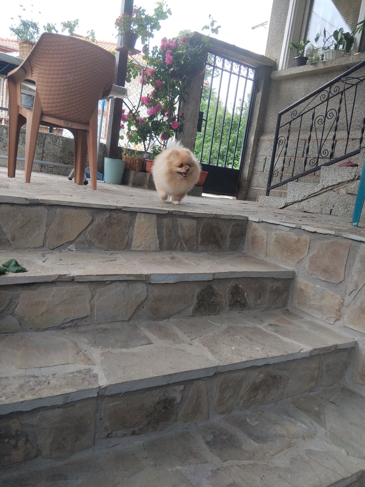 Morning moments captured around Apriltsi, Bulgaria include dog, architecture