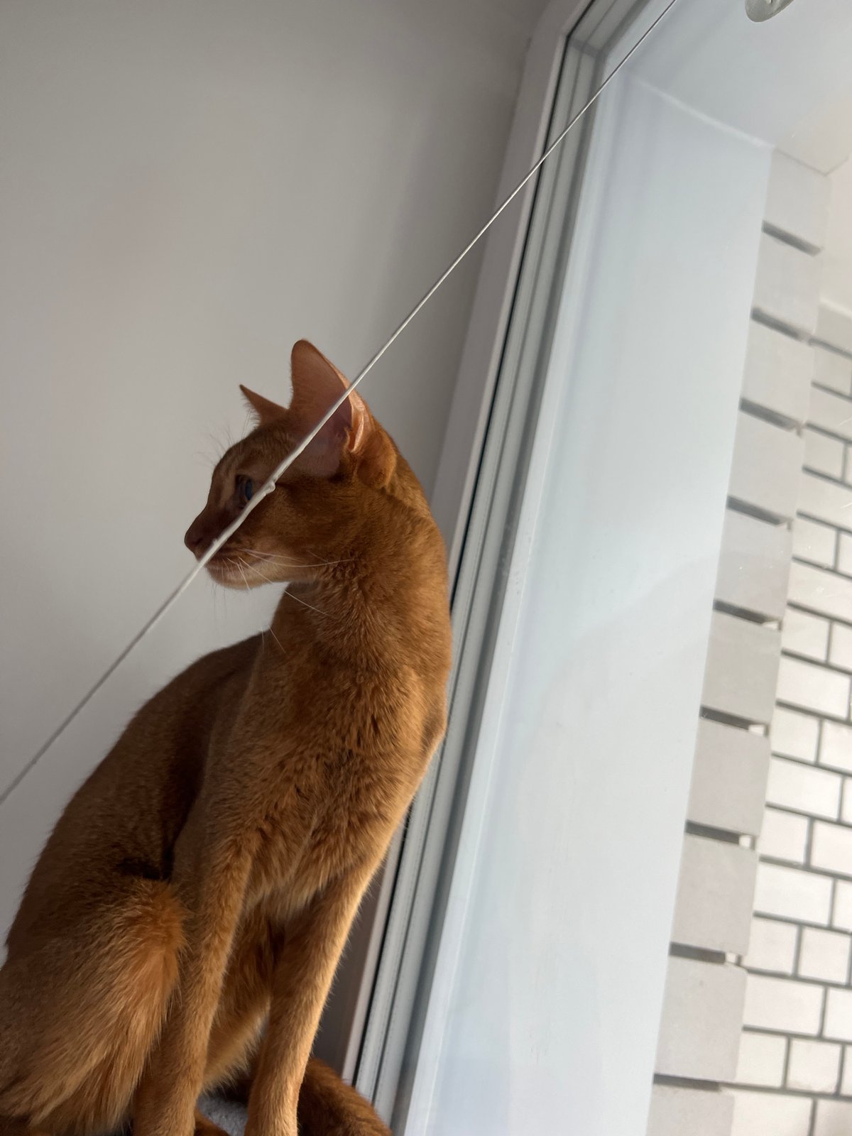 Cat plays with spring blossoms in Kazan home