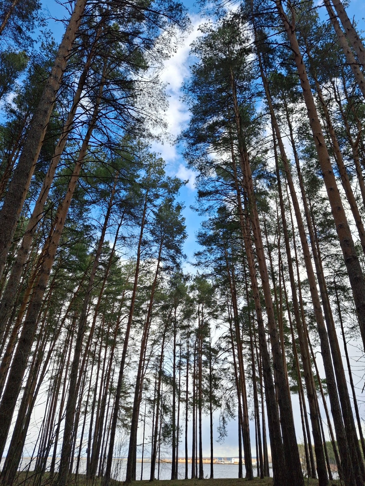 Morning documented in Chaikovsky: forests, pets, industrial waterfront
