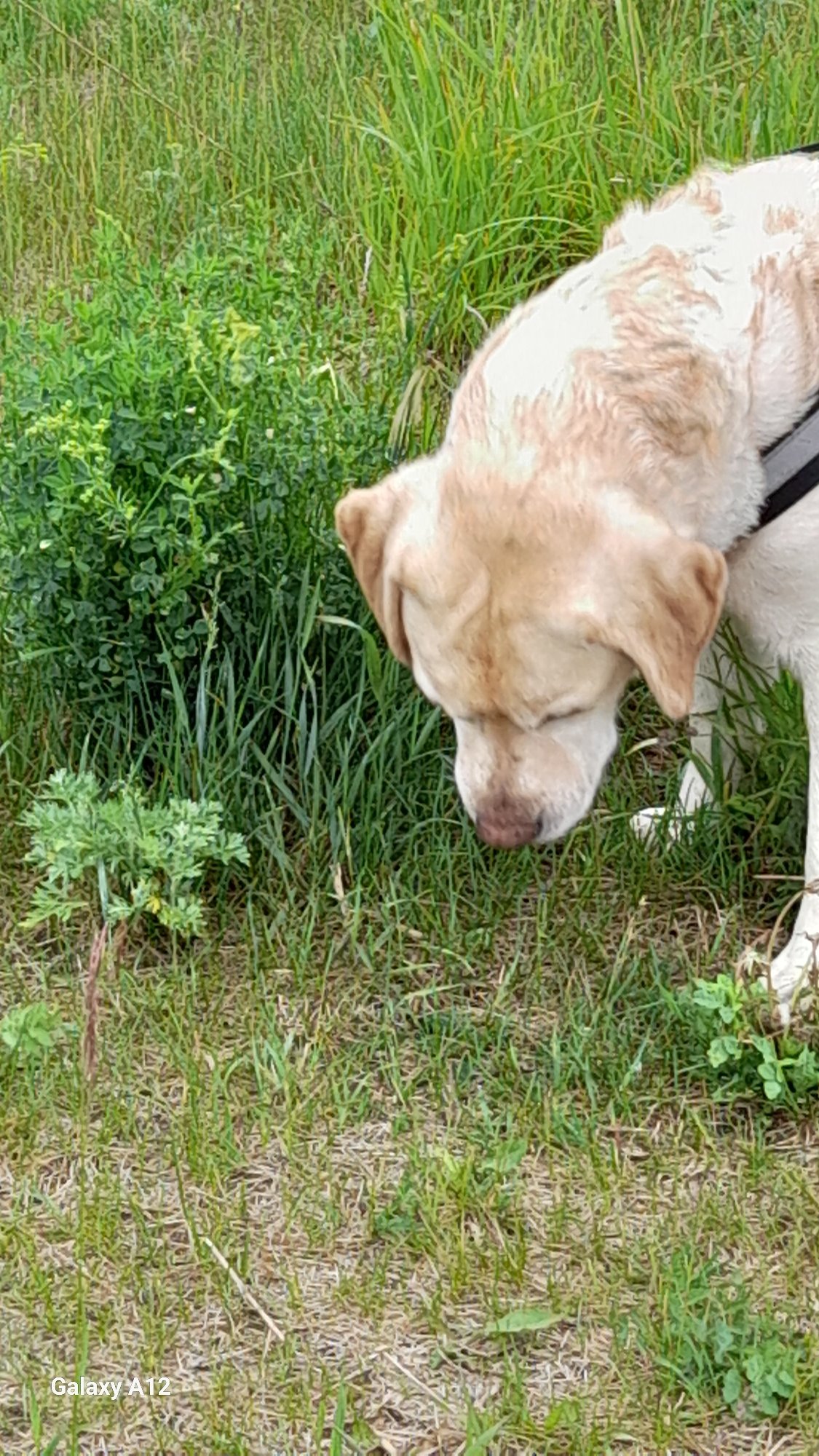Morning dog walk documented in rural Russia