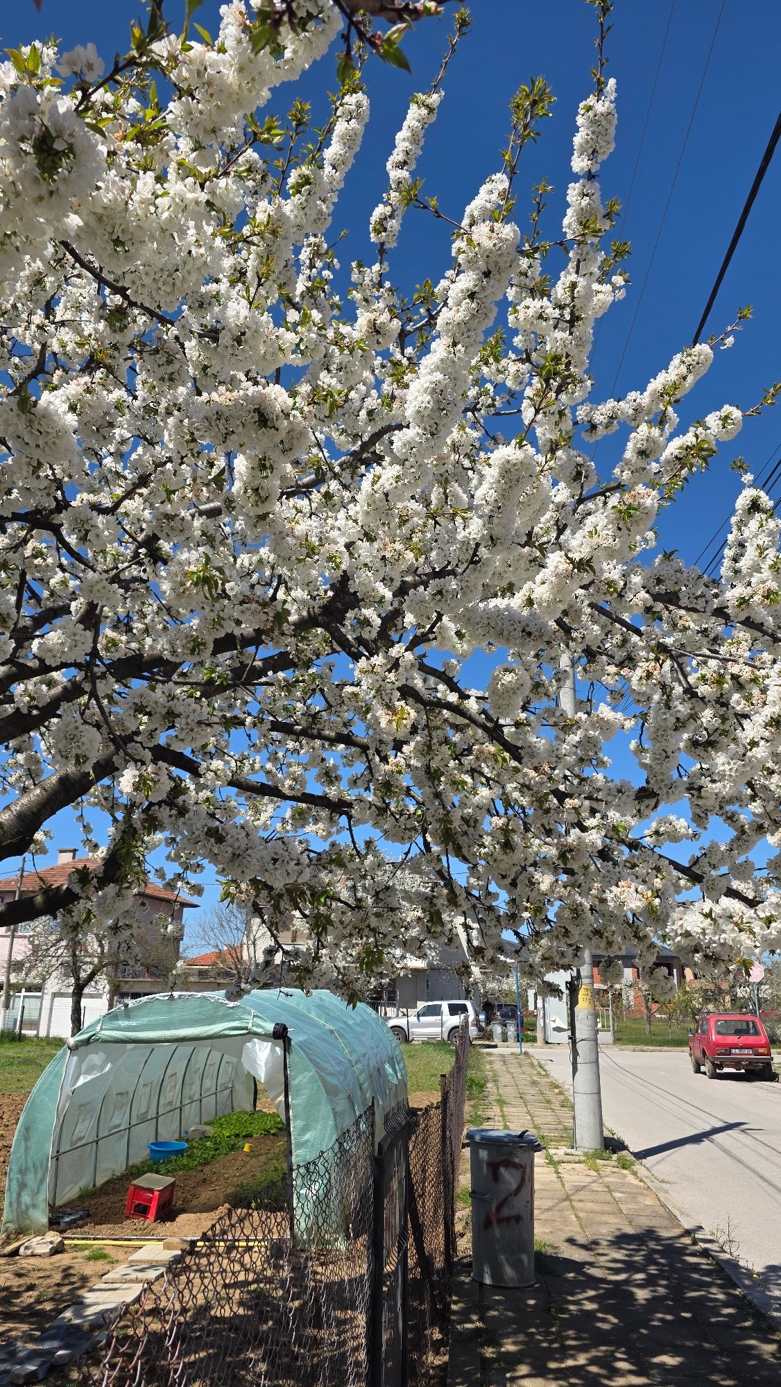 Spring blooms captured in Blagoevgrad, Bulgaria