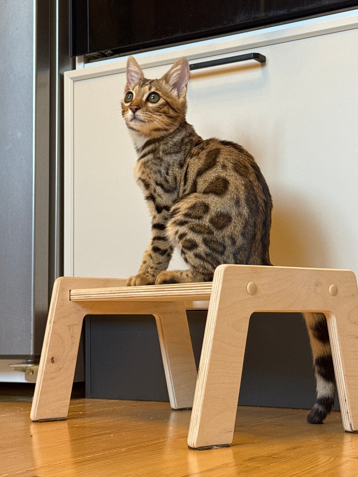 Bengal cat explores its home in Rzhev, Russia