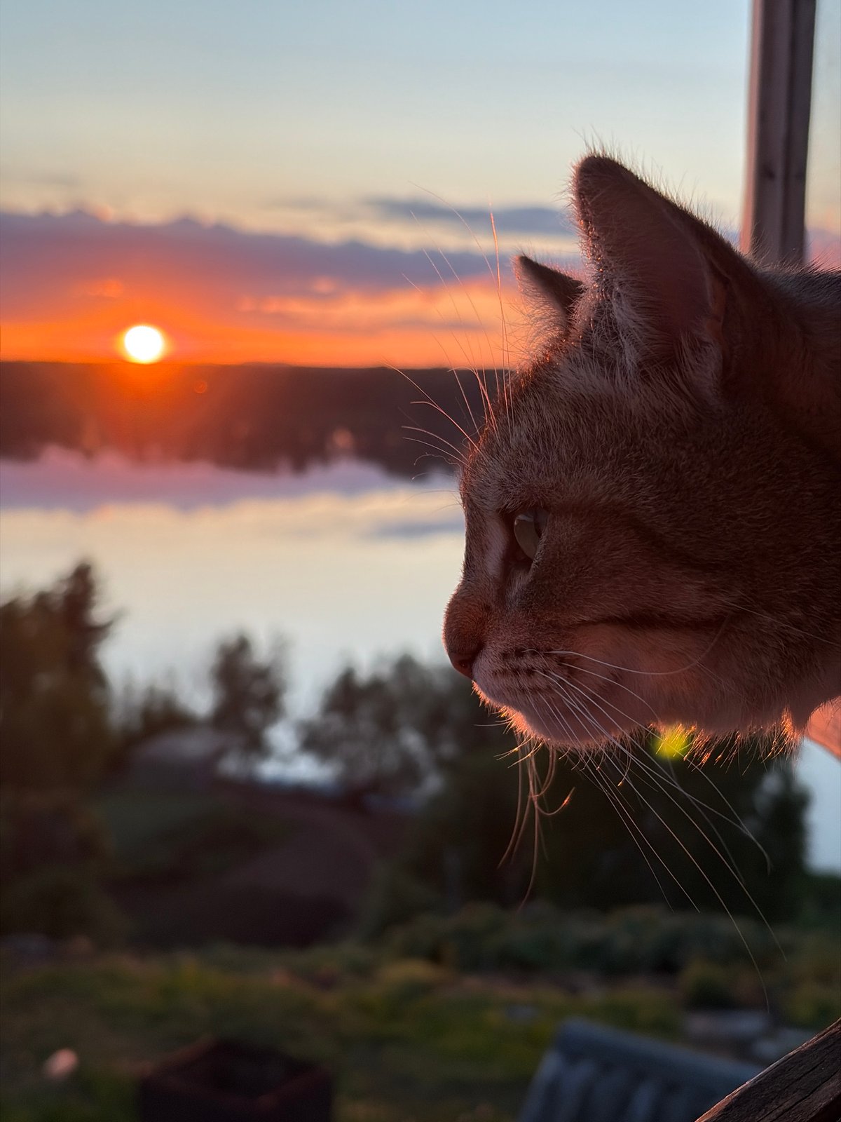 Cat and person photographed during sunset in Ольховка