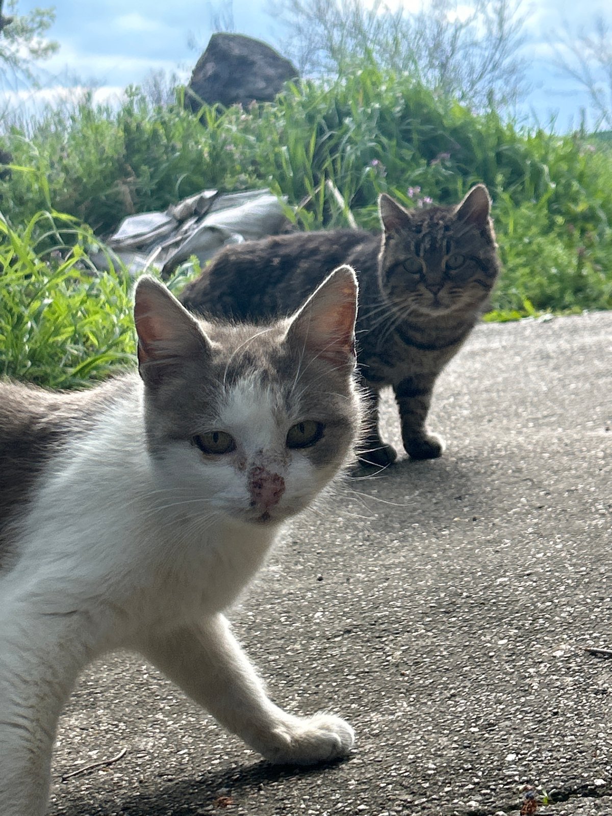 Two cats spotted on concrete in Bulgarian village
