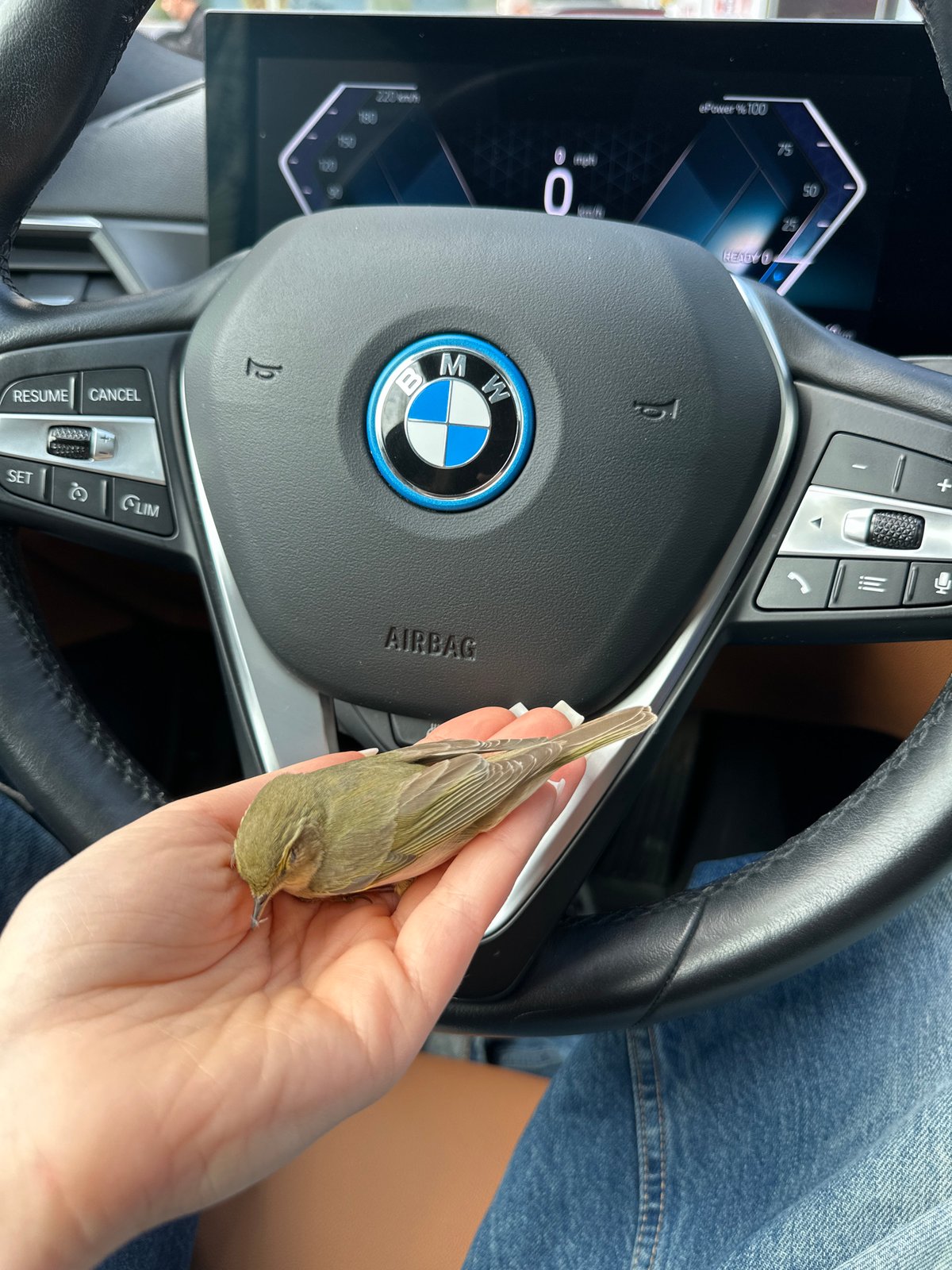Person holds small bird inside parked BMW in Yerevan