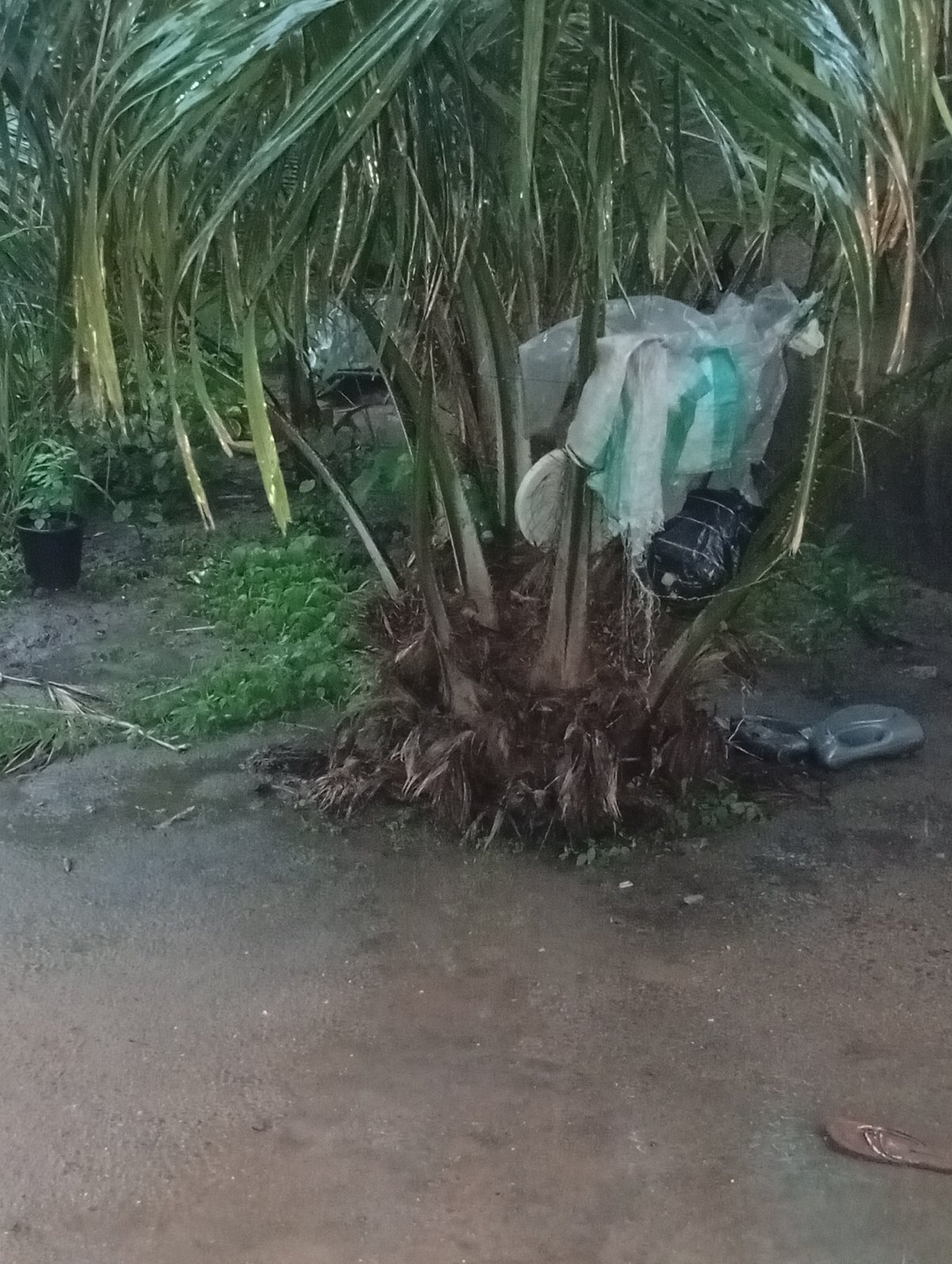 Rainy morning life around a Jalingo compound