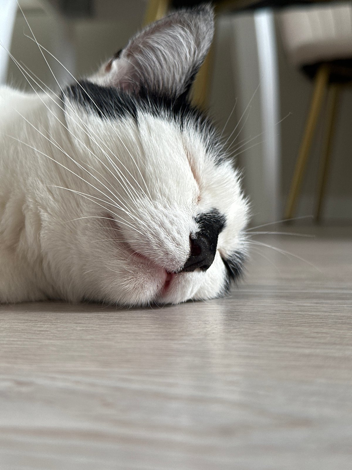 Cats at rest and on the move in a Kokshetau home