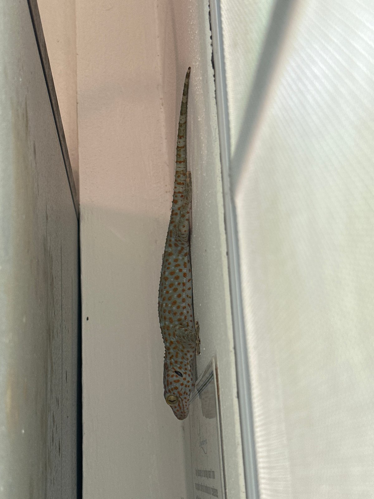Geckos and beaches observed during early morning in Ko Phangan