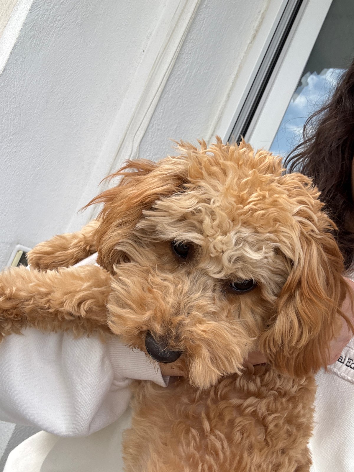 Small poodle photographed with multiple people in Blagoevgrad