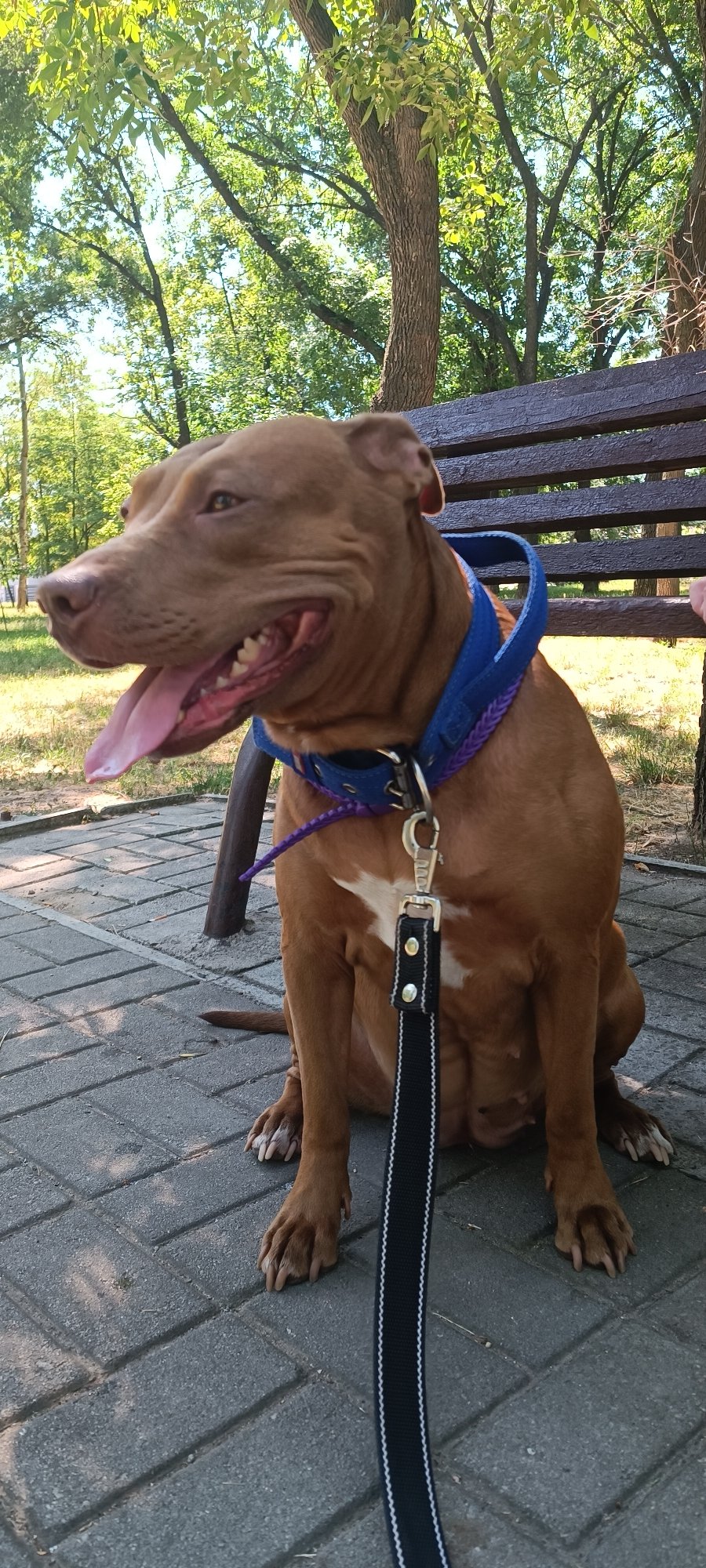 Pit bull resting on a sunny park path in Zaporizhzhia