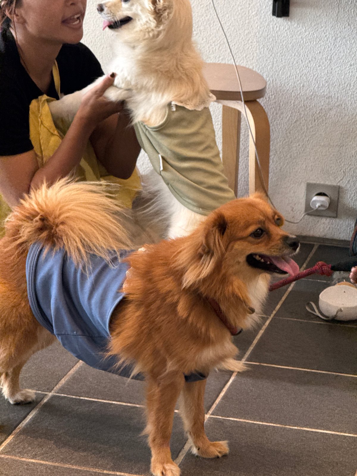 Person holds golden dog indoors in North Kuta