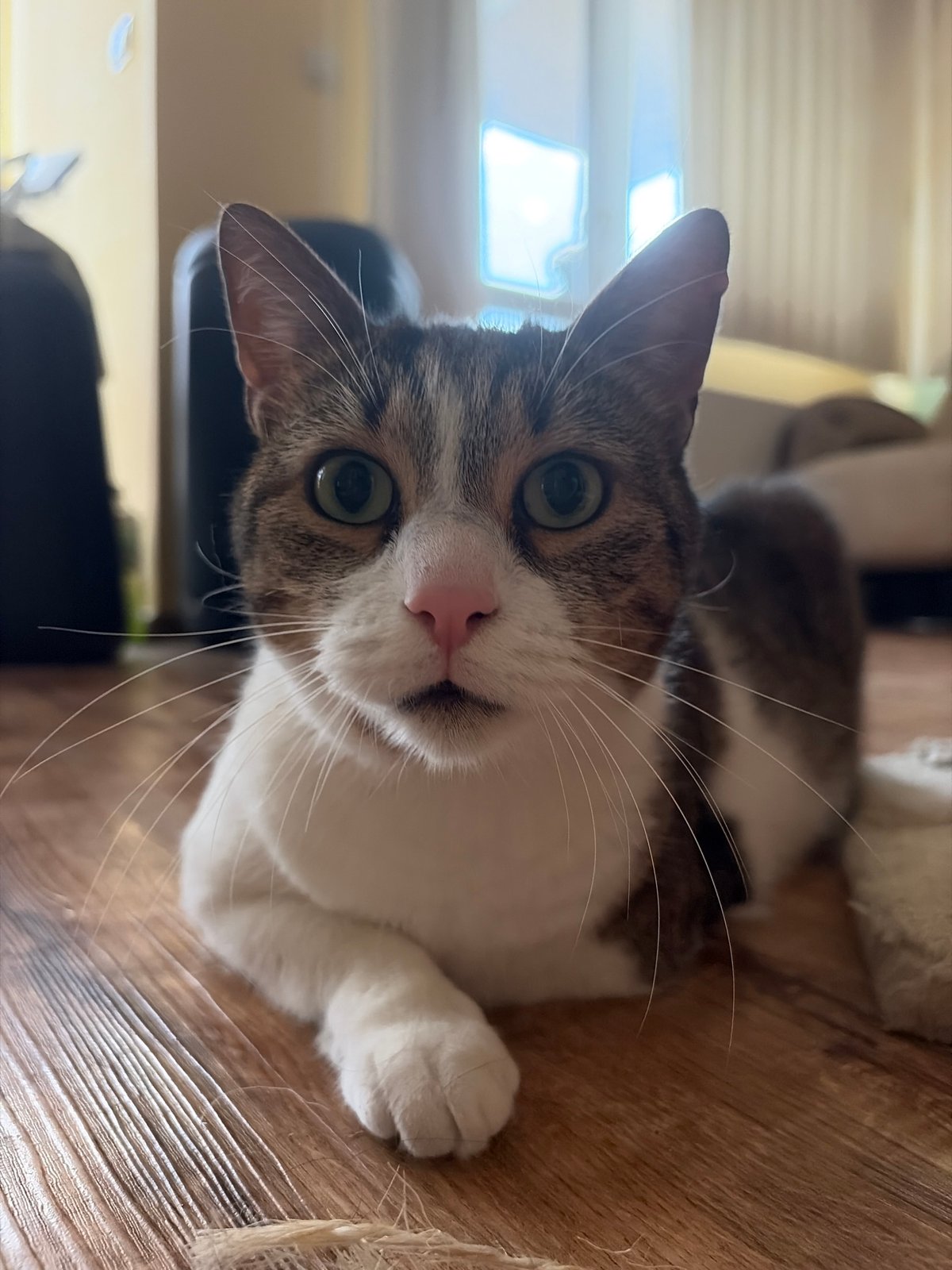 Tabby cat napping, yawning, and getting pets at home