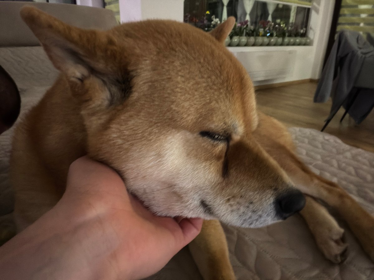 Shiba Inu enjoys playful moments at home in Bulgaria