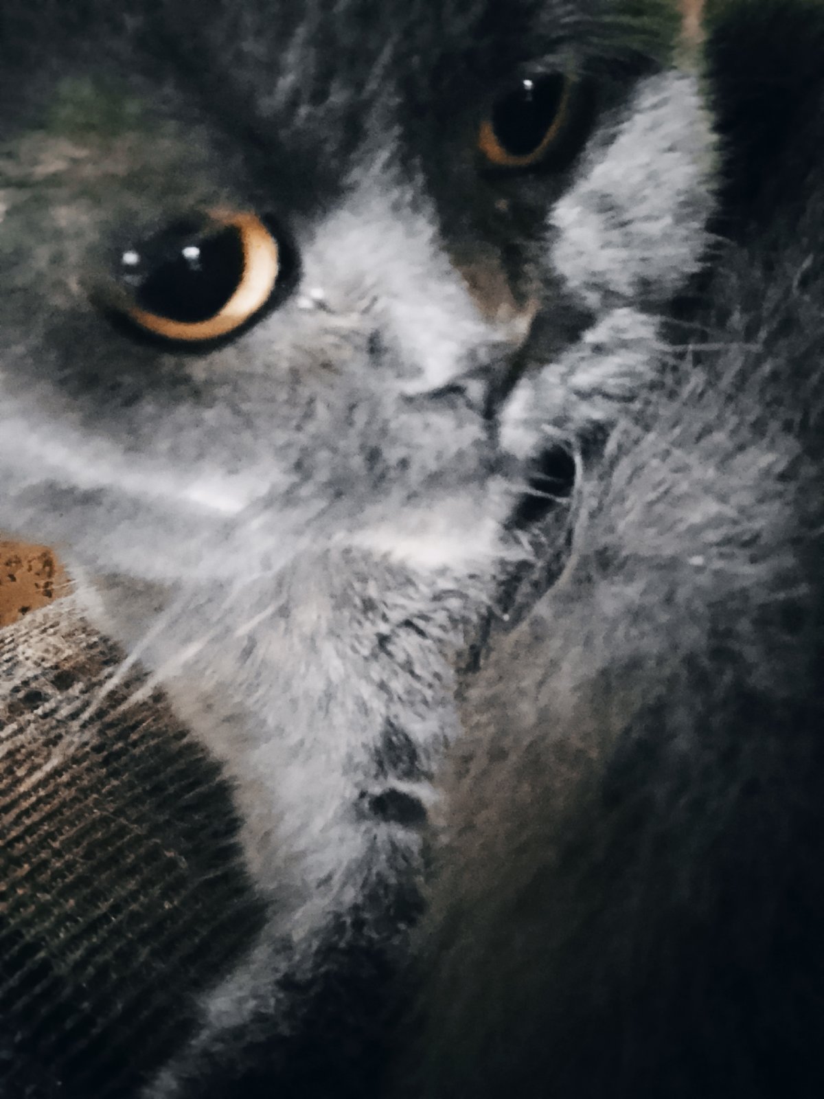 Gray cat, indoor scenes, group photo captured in 14-minute span