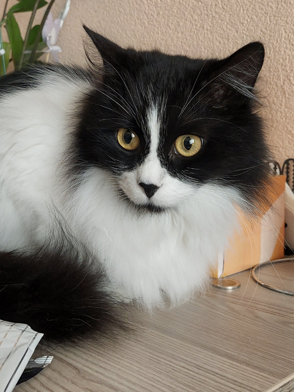 Cat photographed lounging indoors in Plovdiv residence
