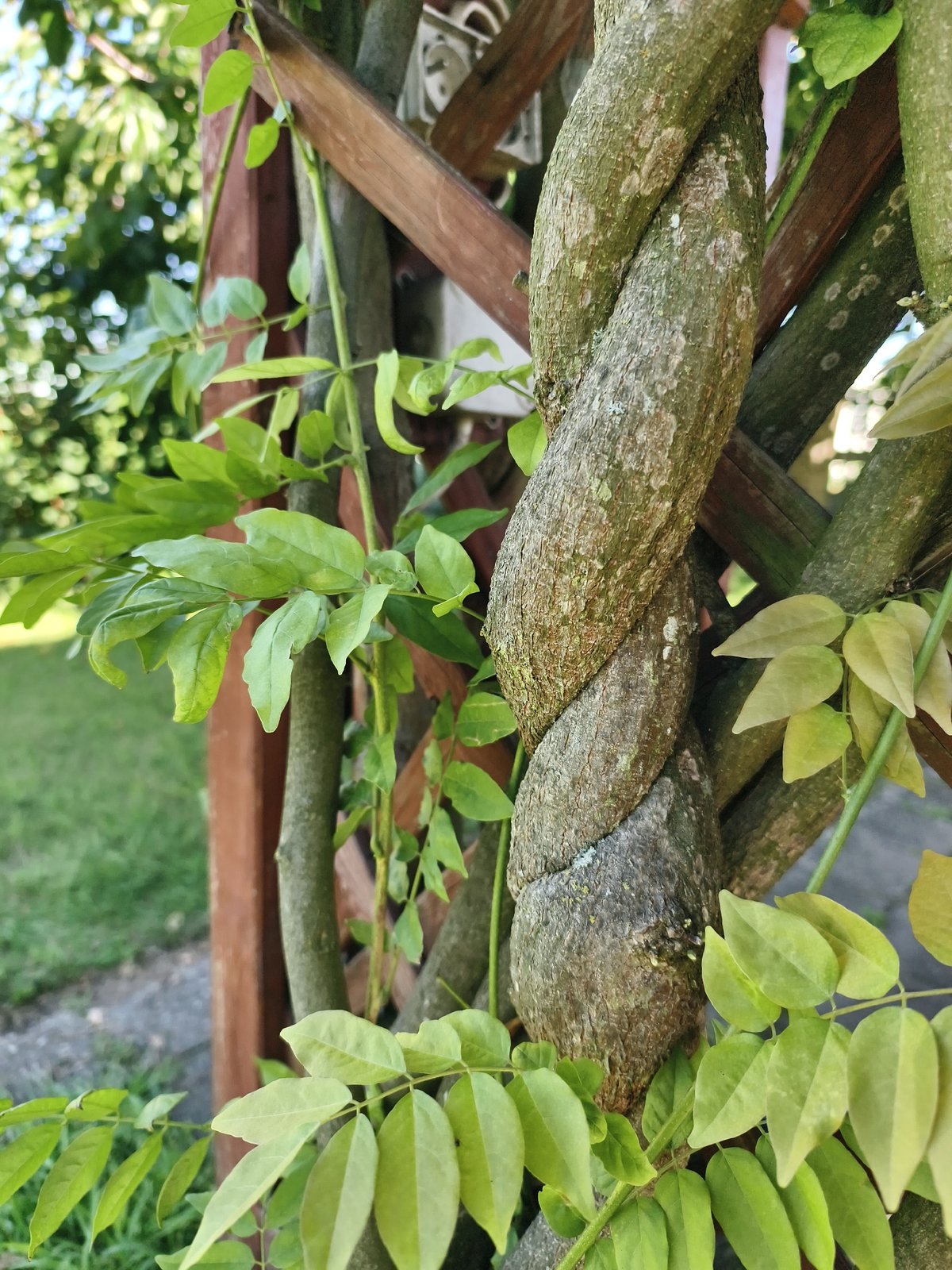 Inside a vine-covered garden gazebo in Tczew, Poland