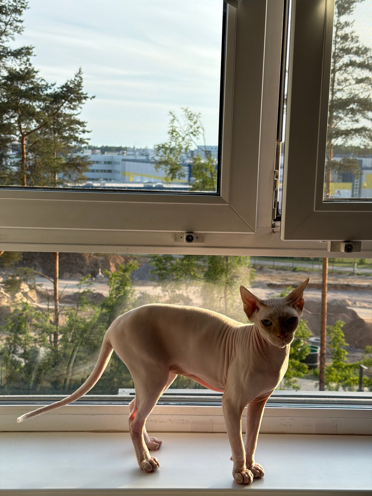 Sphynx cat observed in Saint Petersburg home over eight minutes