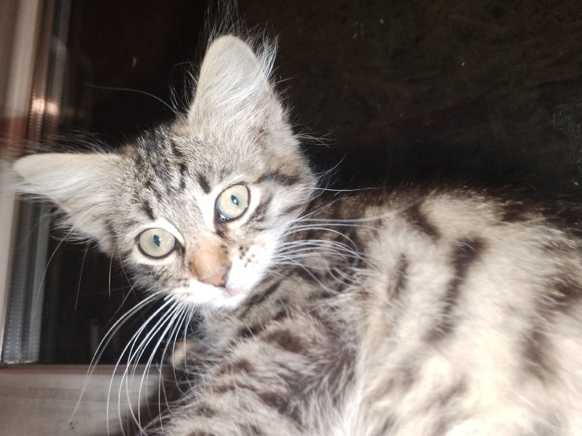 Tabby kitten and blue-eyed dog in cozy close-ups