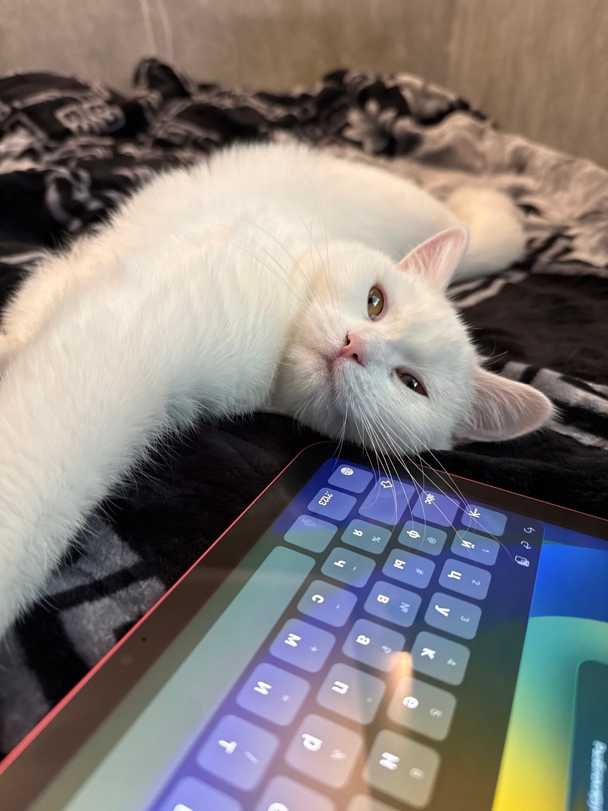 White cat lounging on a blanket next to a tablet