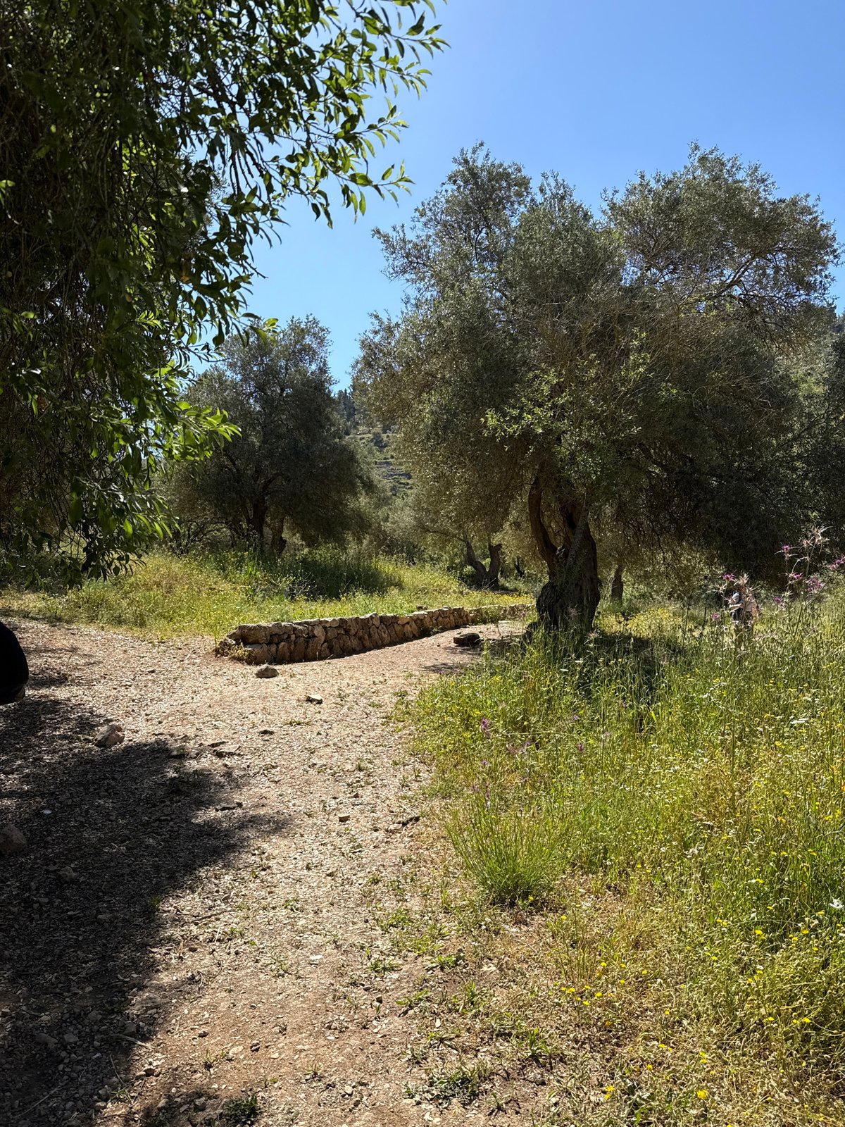 Morning sunlight illuminates olive grove path in Mate Yehuda