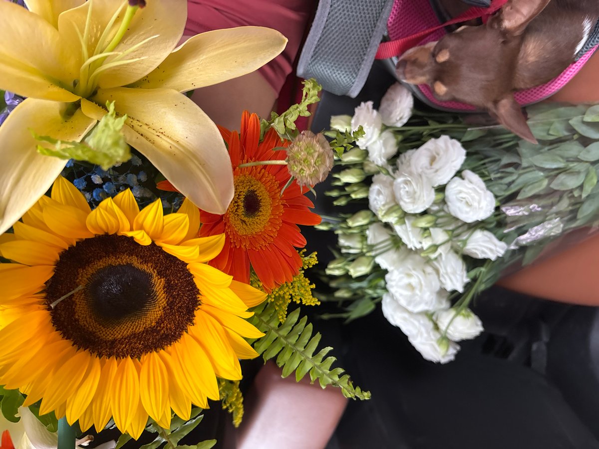 Chihuahua poses with flower bouquet in Cuernavaca