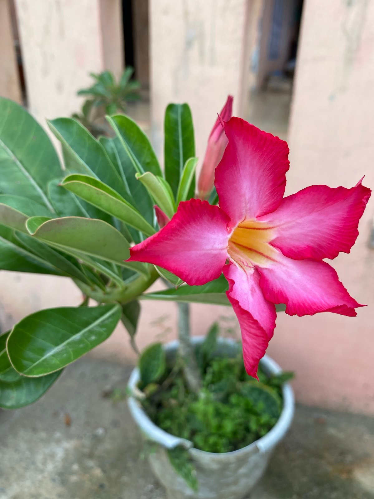 Desert Rose Flowers and Street Views Documented in Lhokseumawe