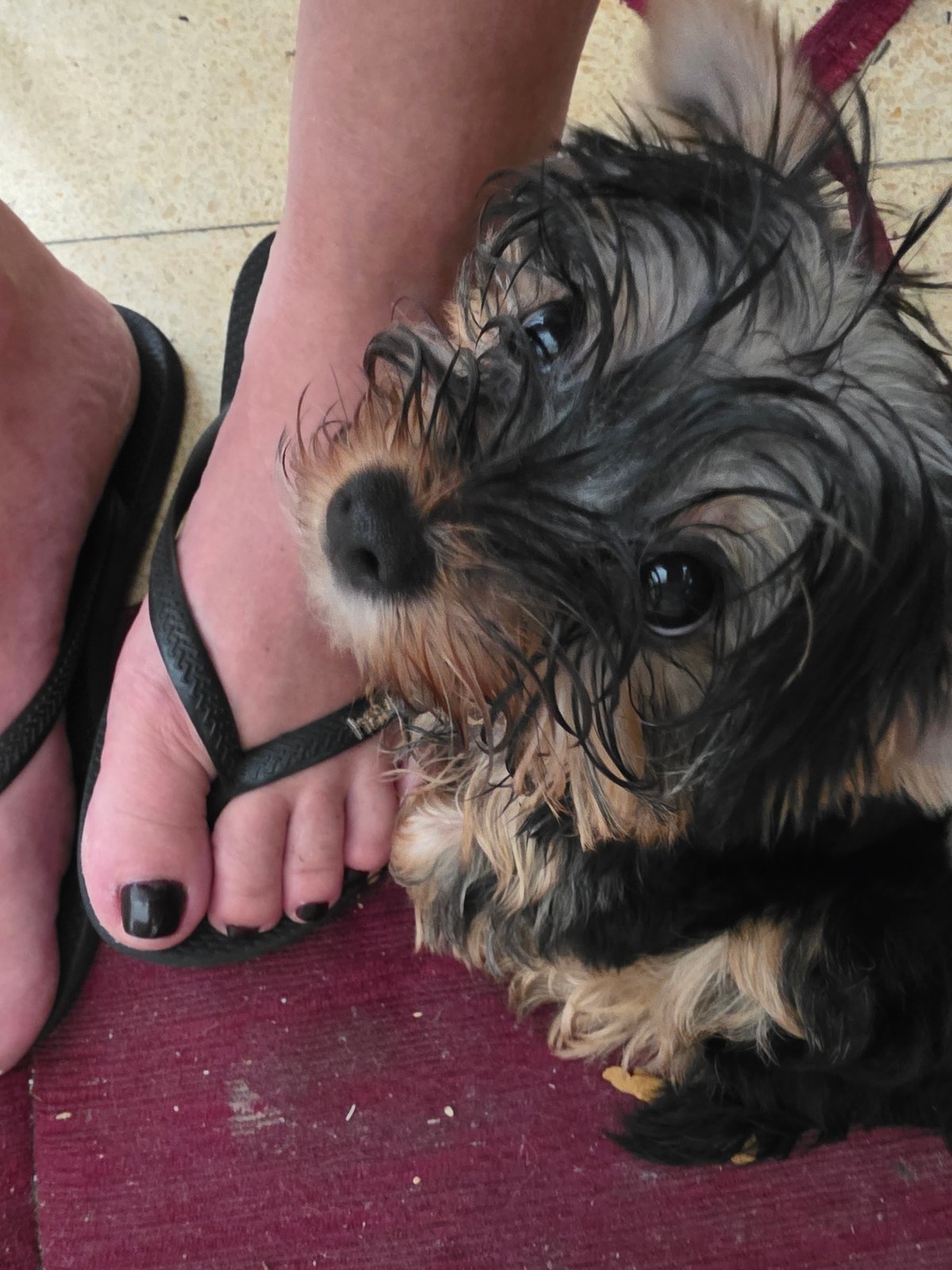 Wet, shaggy dog looks up at the camera in Petah Tikva