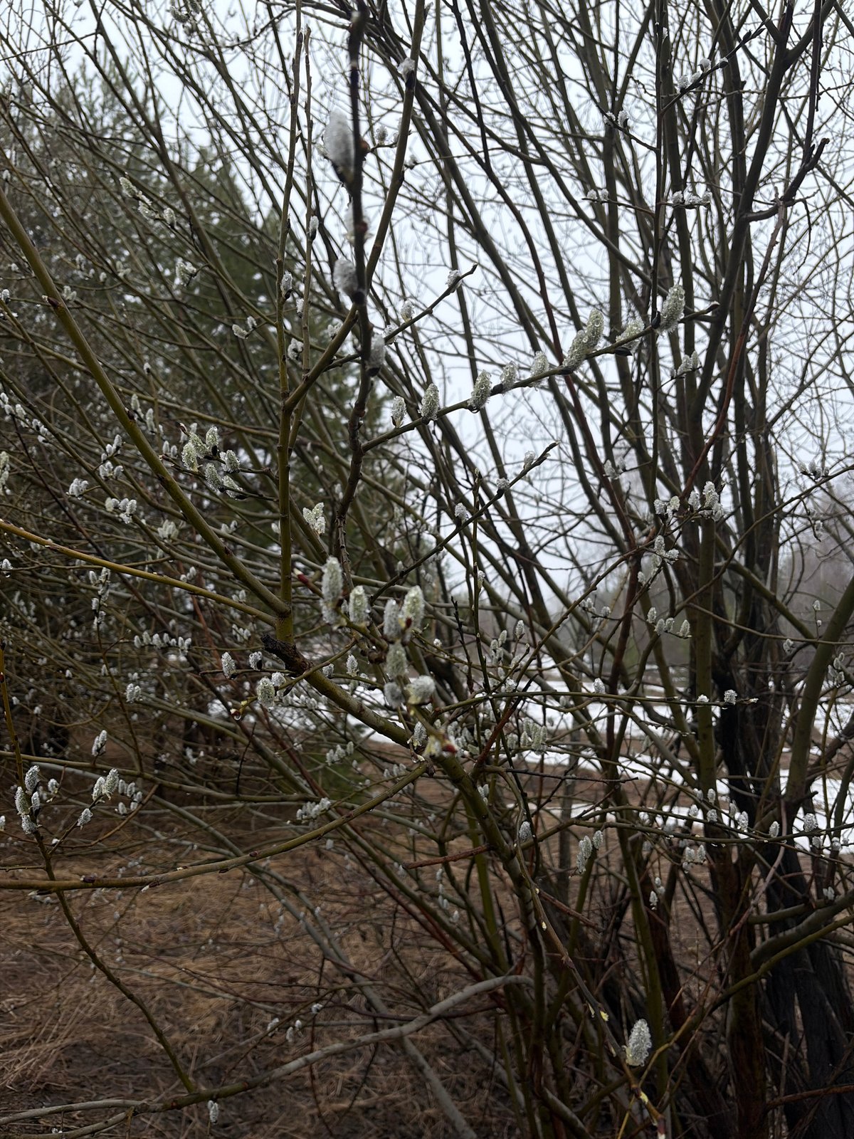 Spring blooms and buds observed in Прикамский, Russia