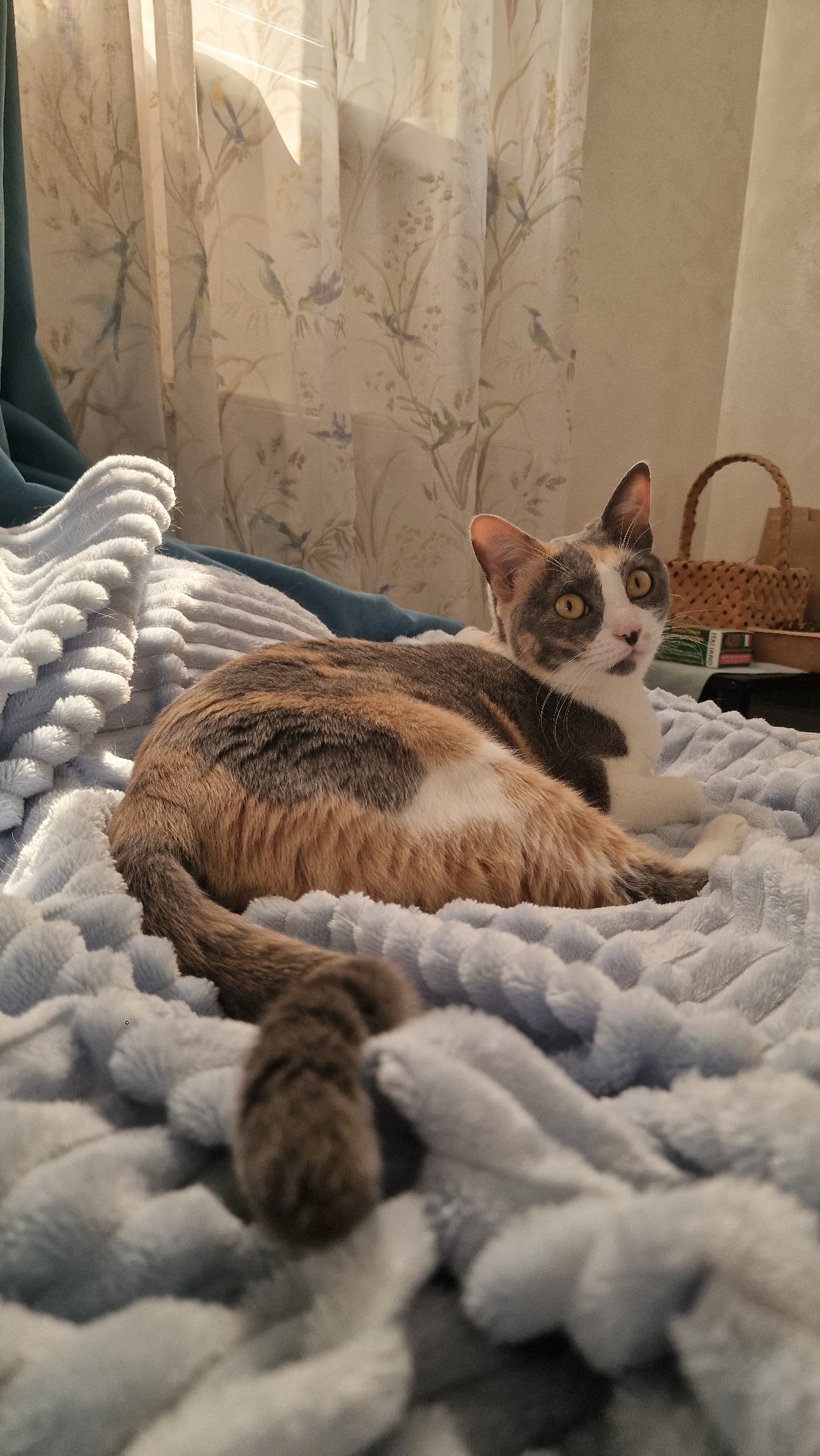 Calico cat relaxing on a bed in Sochi
