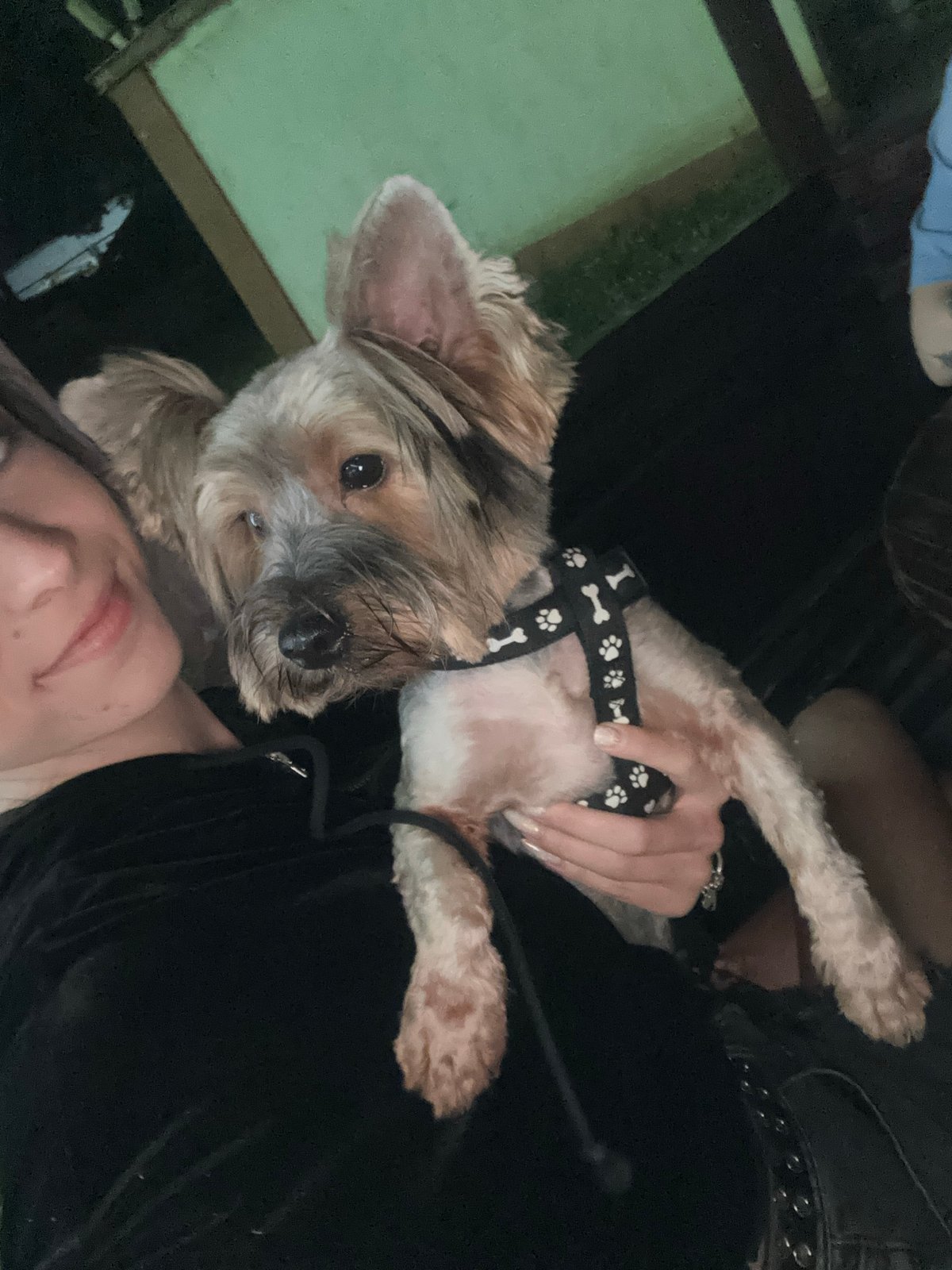 Yorkshire Terrier chills in Pleven, on bench and in arms