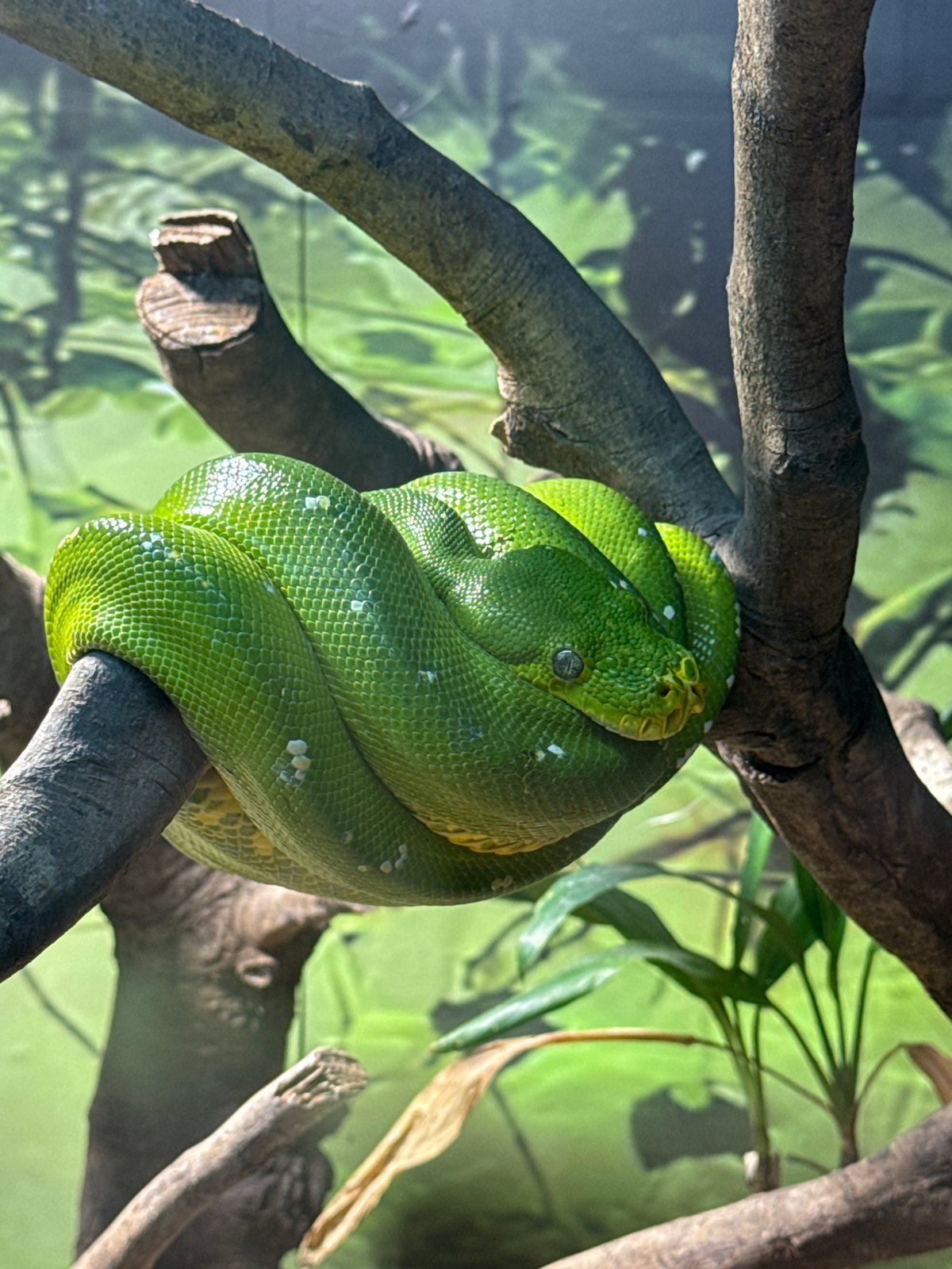 Snake and caged tiger spotted in Yuexiu District