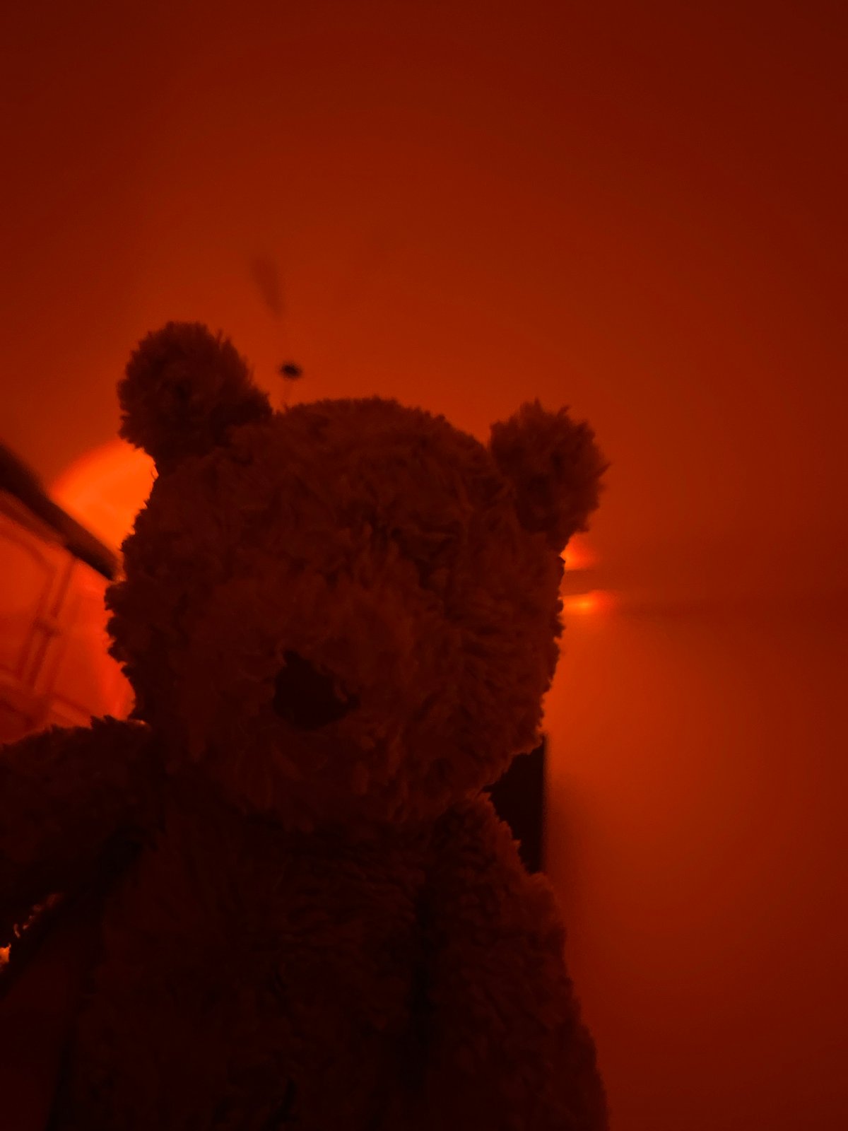 Brown teddy bear photographed against red background in Bulgaria