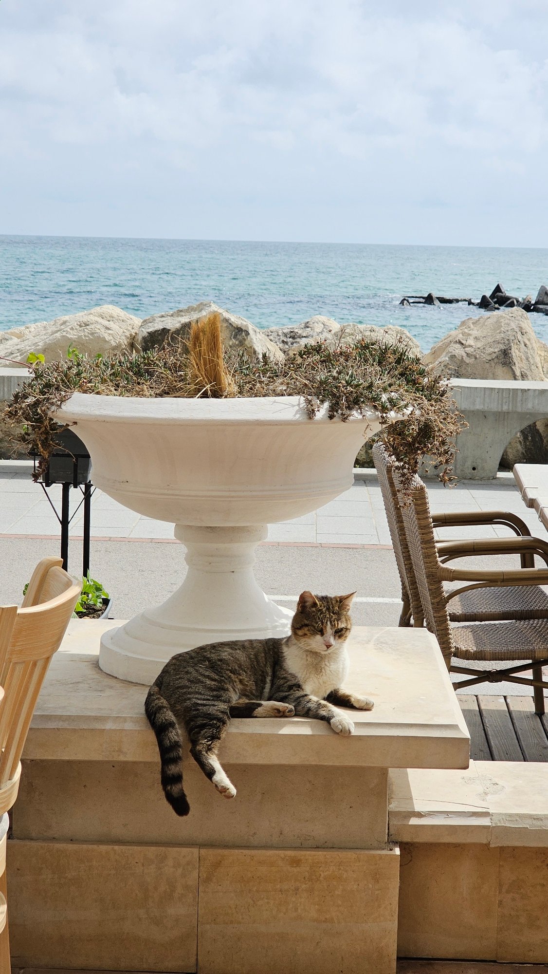 Tabby cat rests on stone ledge in Balchik