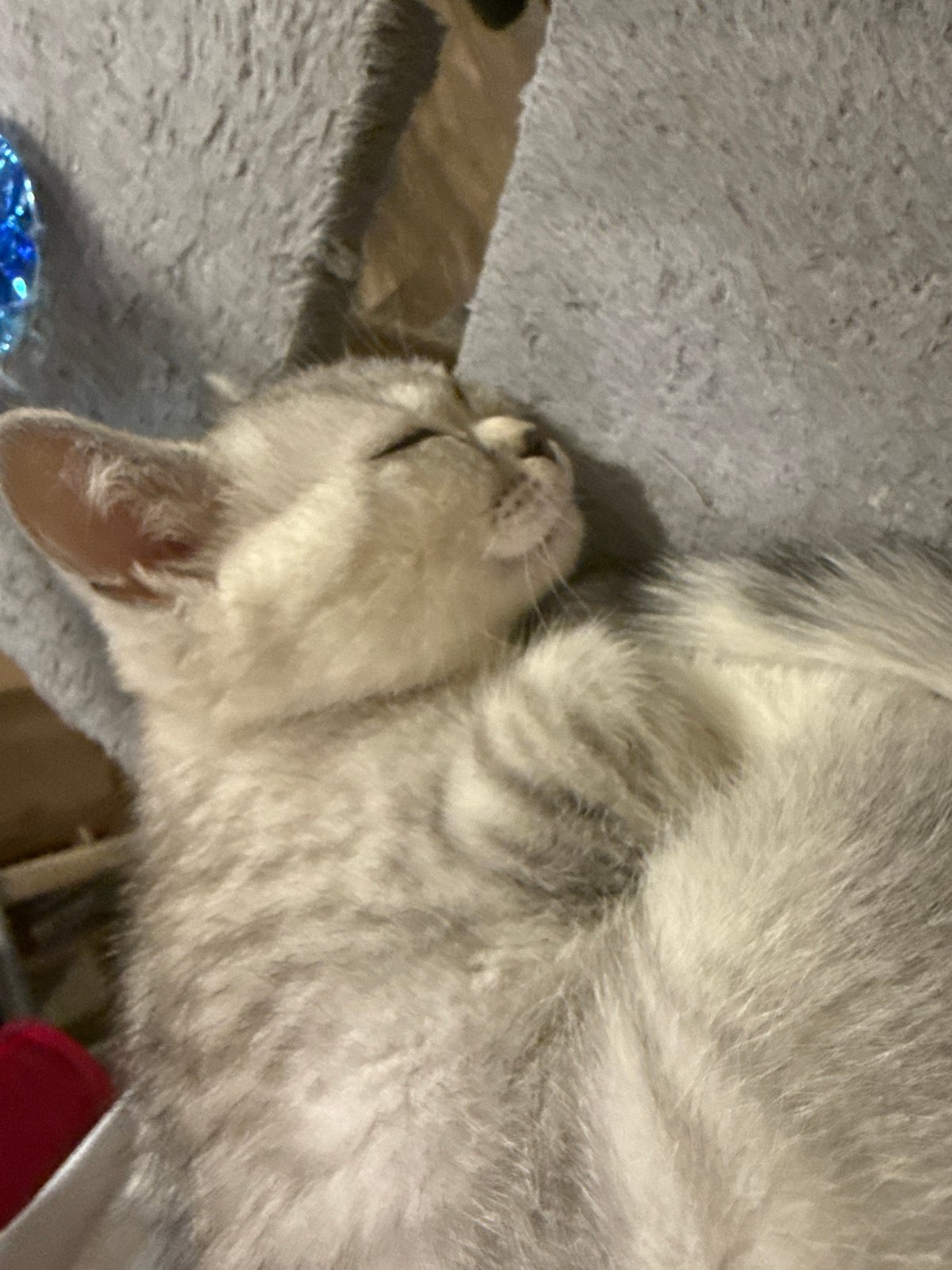 Cats sleeping peacefully captured in Sofia early morning scenes