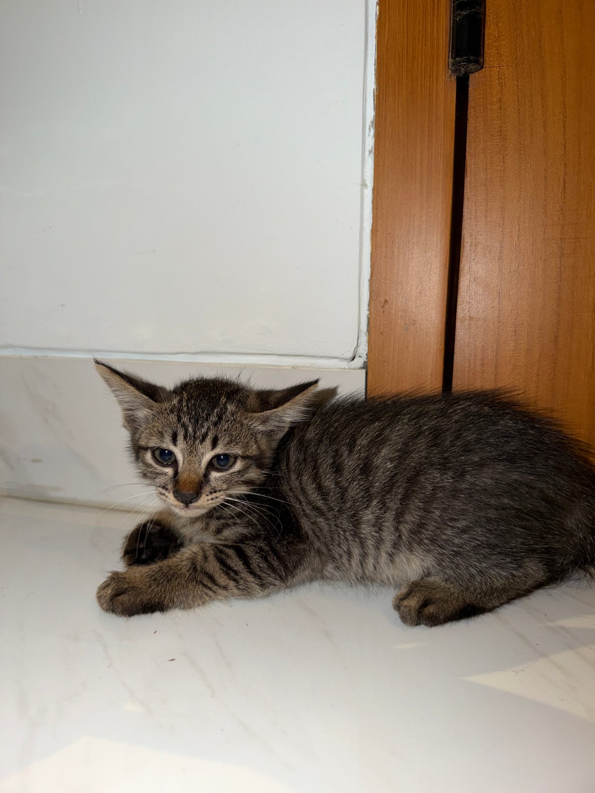 Domestic cats documented in North Kuta home setting
