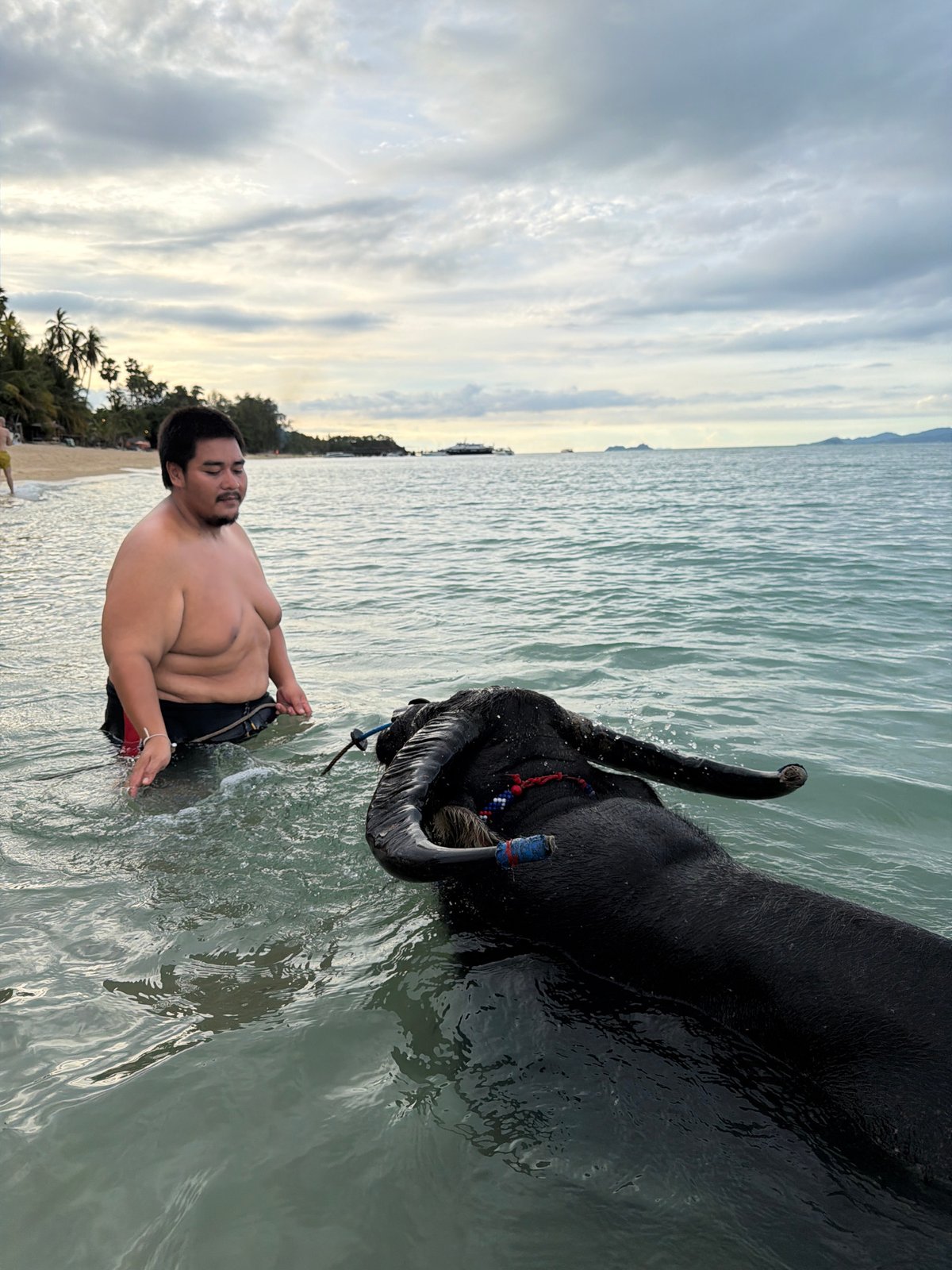 Water buffaloes swimming in the sea at Baan Mae Nam