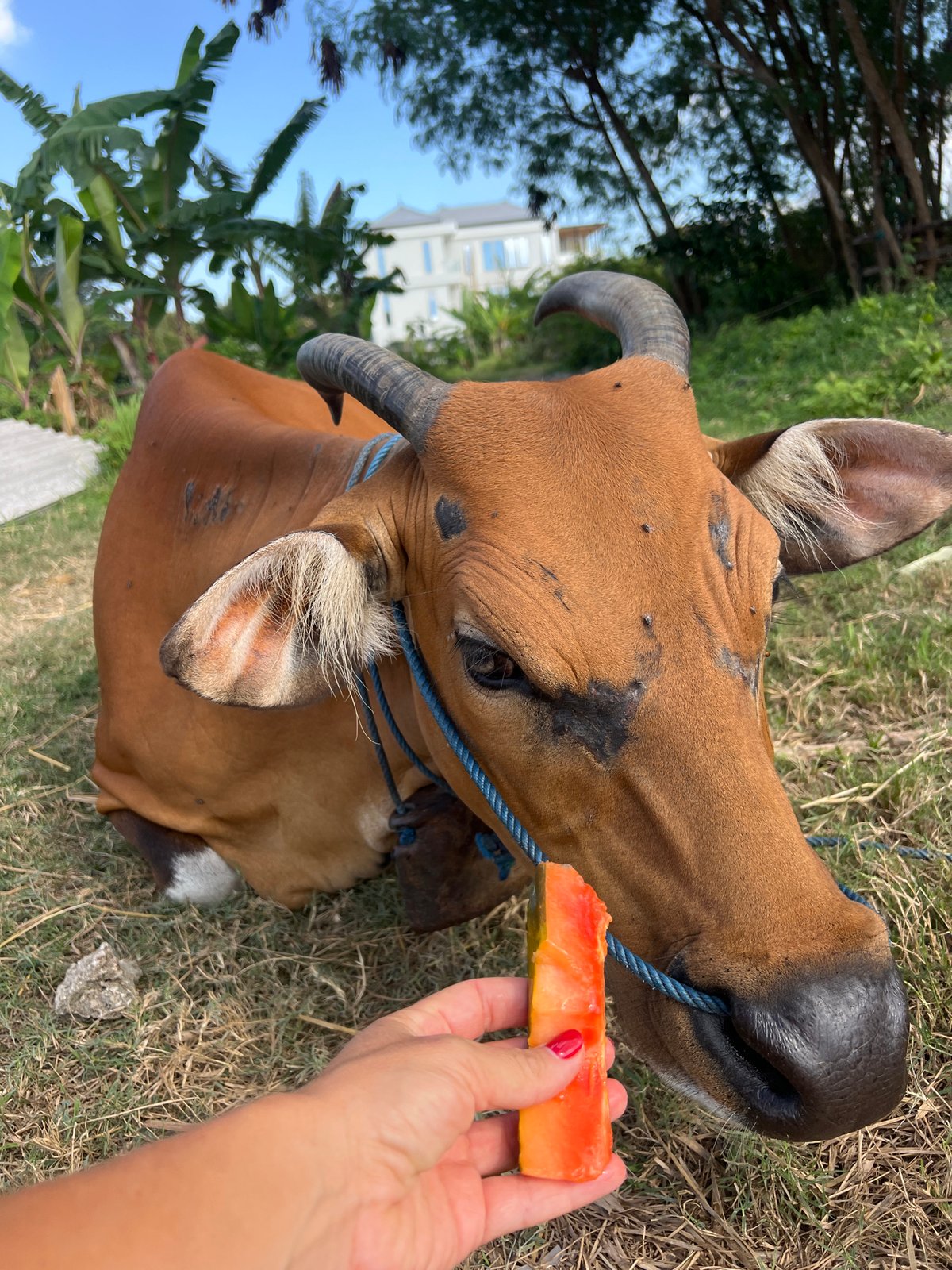 Newborn calf and mother cow at a North Kuta farm
