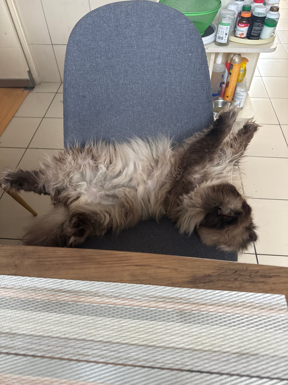 Cat rests on kitchen chair in Santiago de Surco