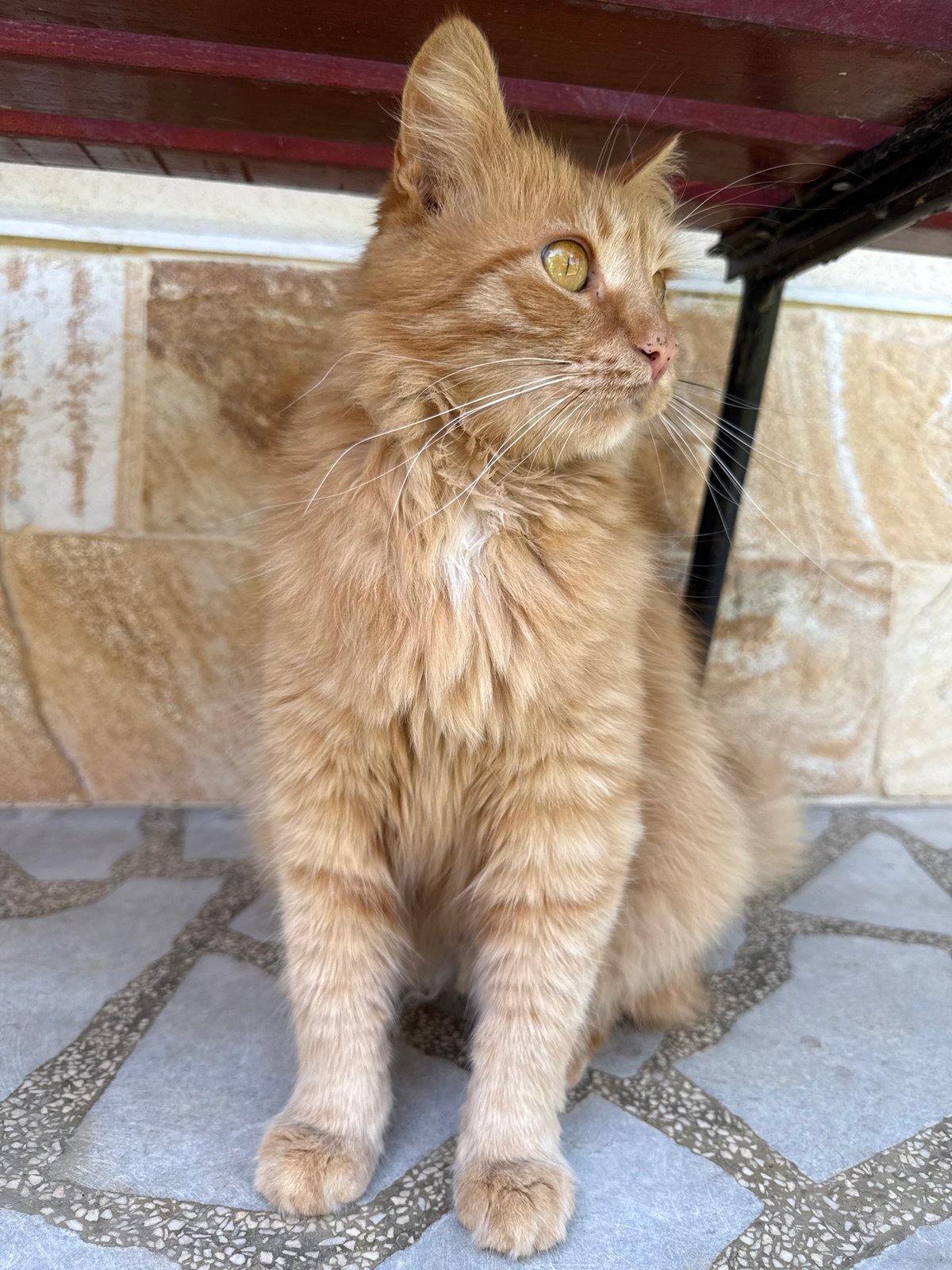 Orange cat spotted multiple times in Berkovitsa, Bulgaria