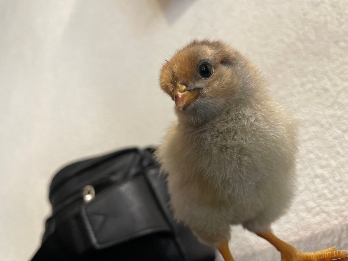 Baby chicks photographed in Bulgarian town morning session