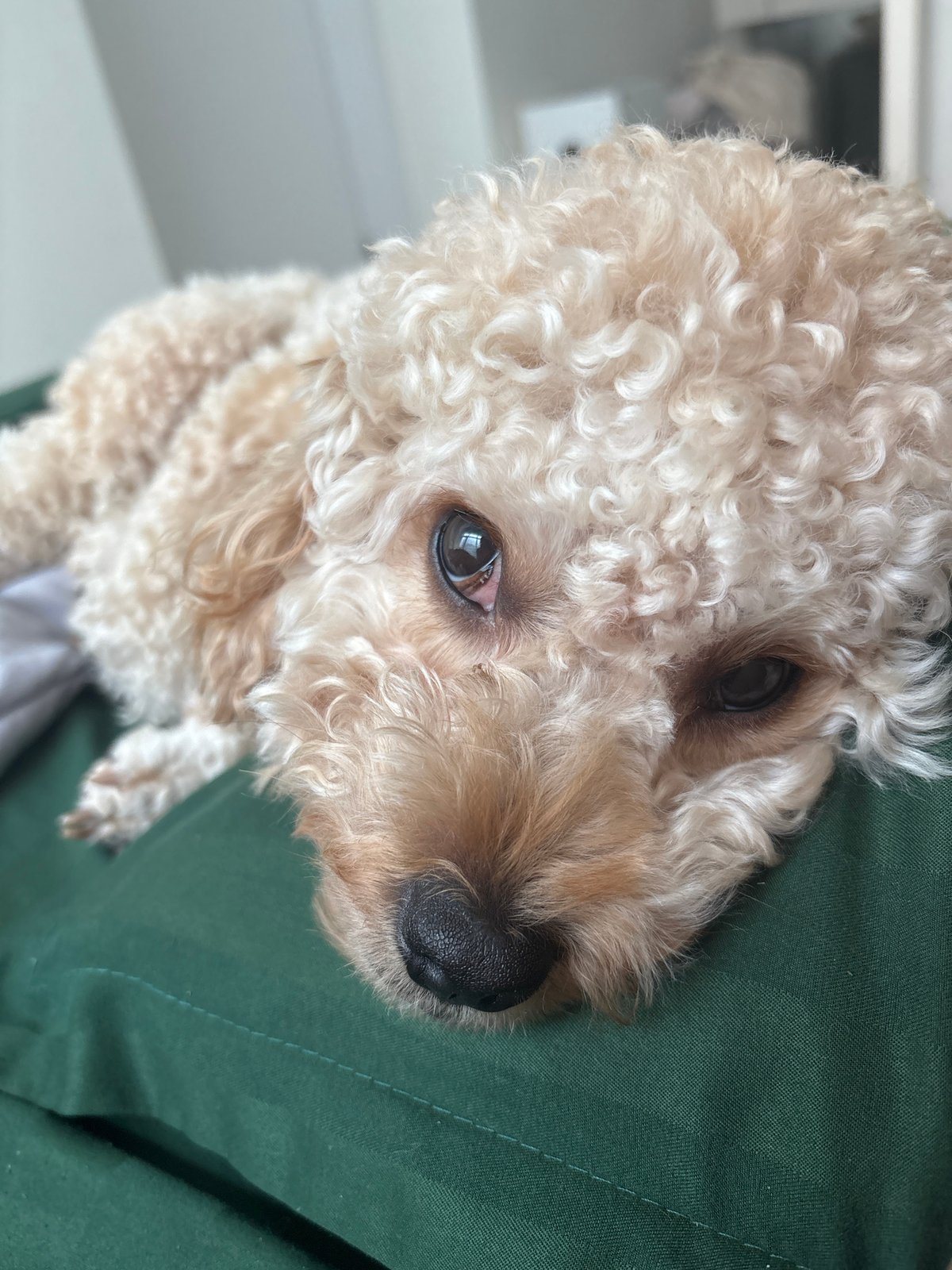Curly-haired dog photographed in close-up in Nha Trang